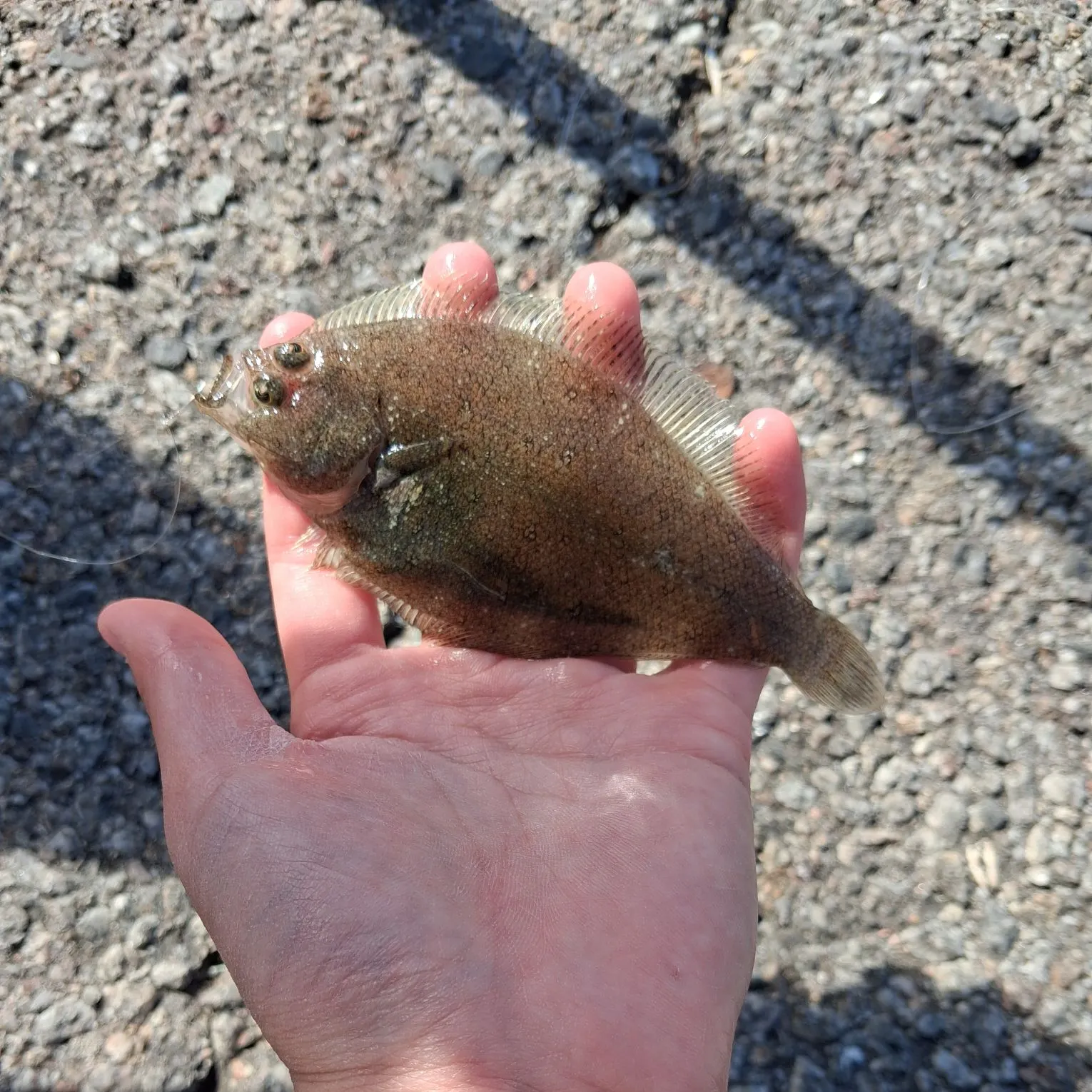 The most recent Speckled sanddab catches on Fishbrain