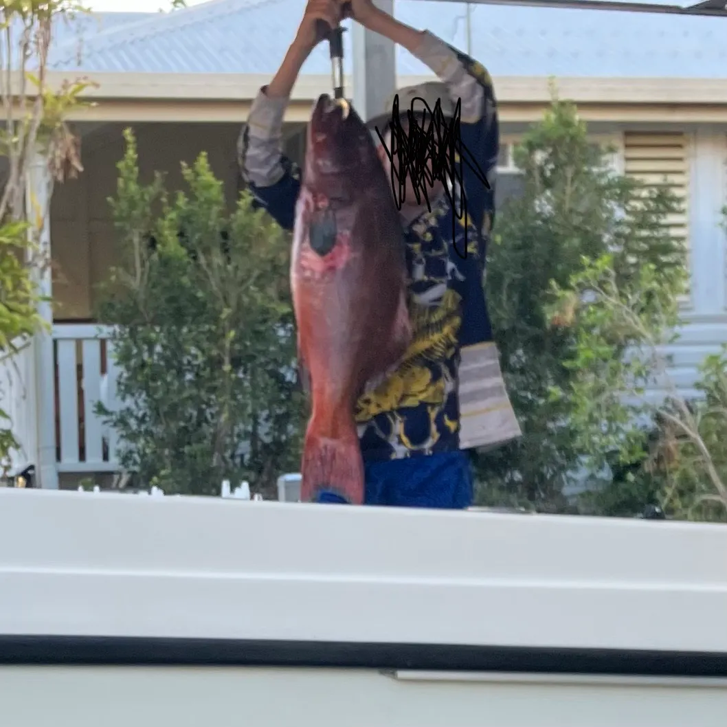 The most recent Leopard coralgrouper catches on Fishbrain