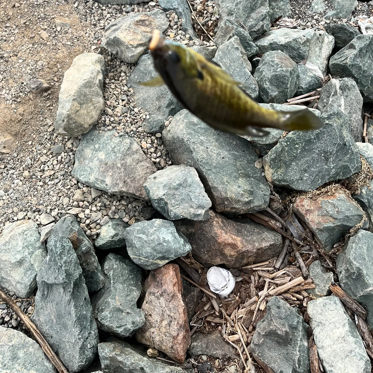Bluegill caught on Fishbrain
