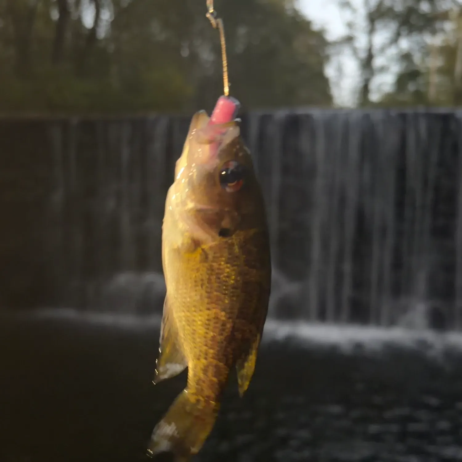 Rock bass caught on Fishbrain