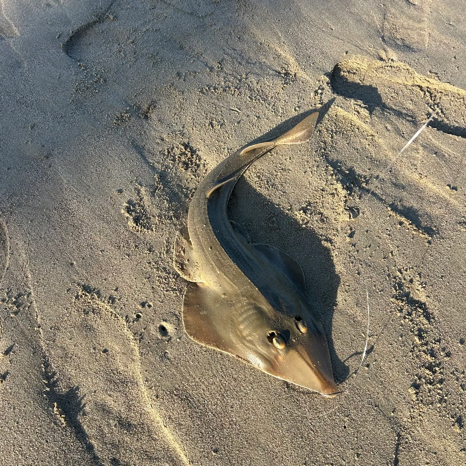 Pacific shovelnose guitarfish caught on Fishbrain