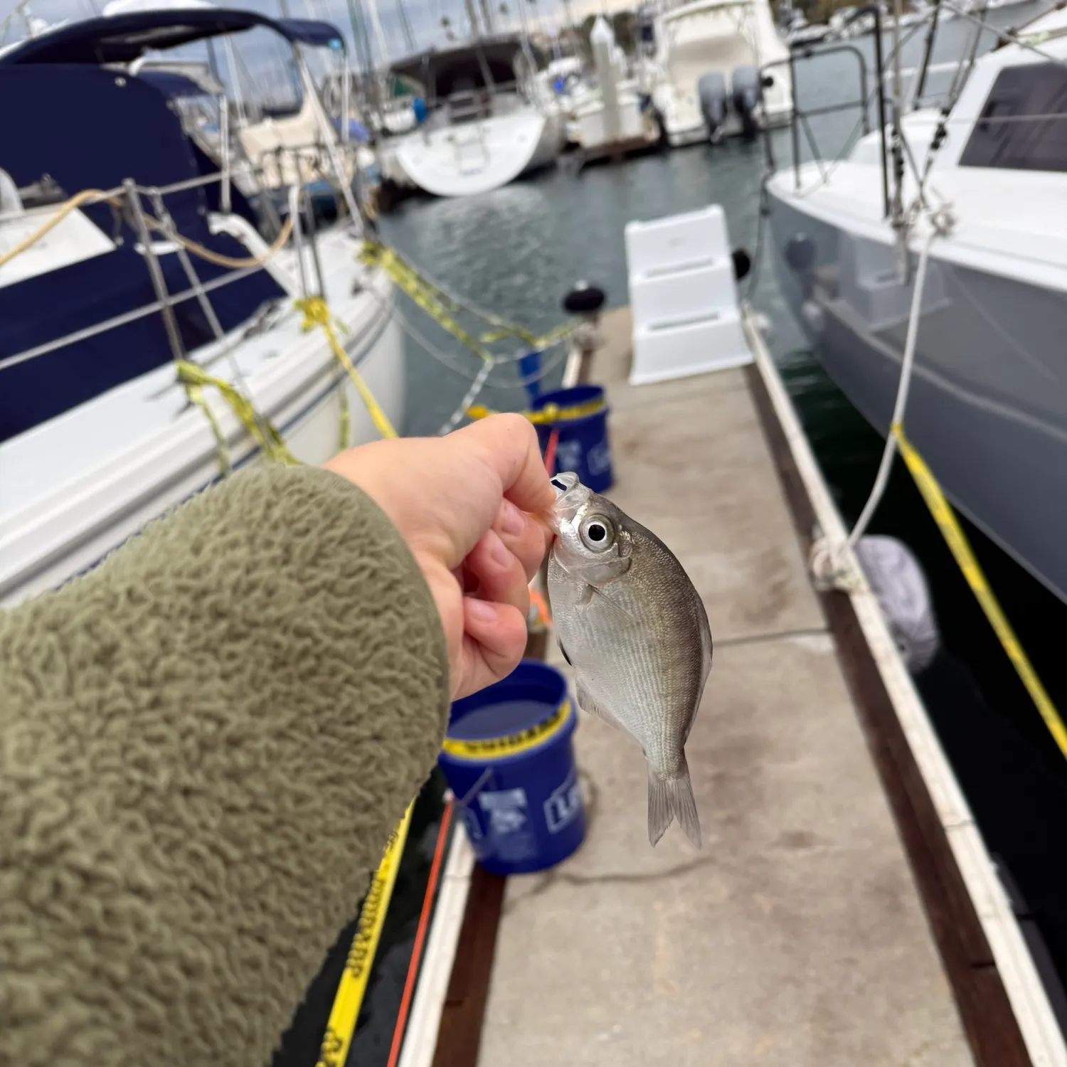 The most recent Walleye surfperch catches on Fishbrain