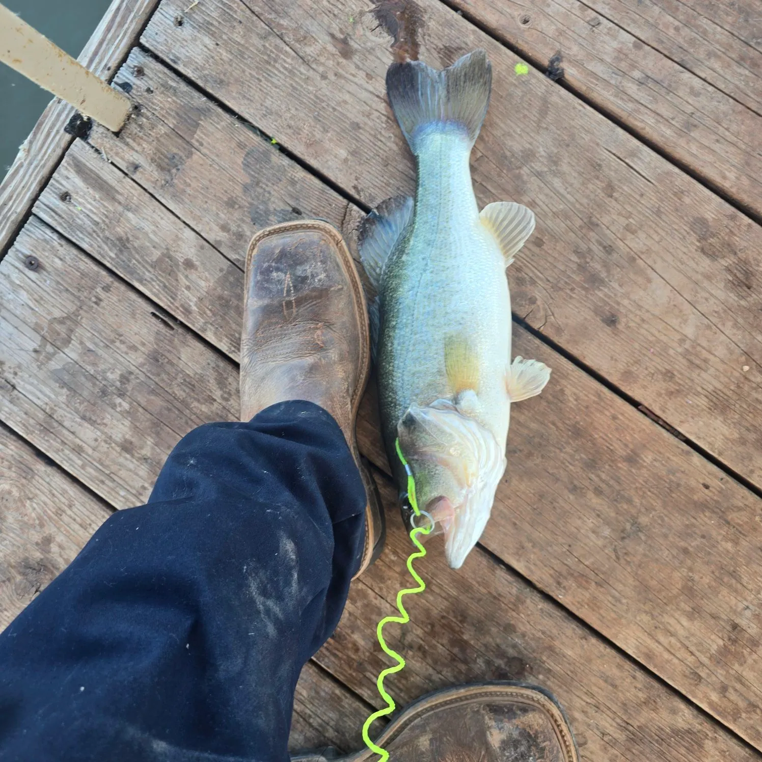 ᐅ Anson North Lake fishing reports🎣• Anson, TX (United States) fishing