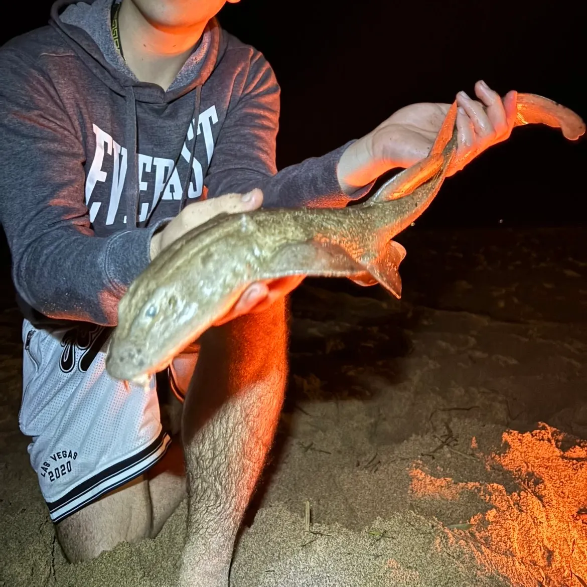 The most recent Blind shark catches on Fishbrain