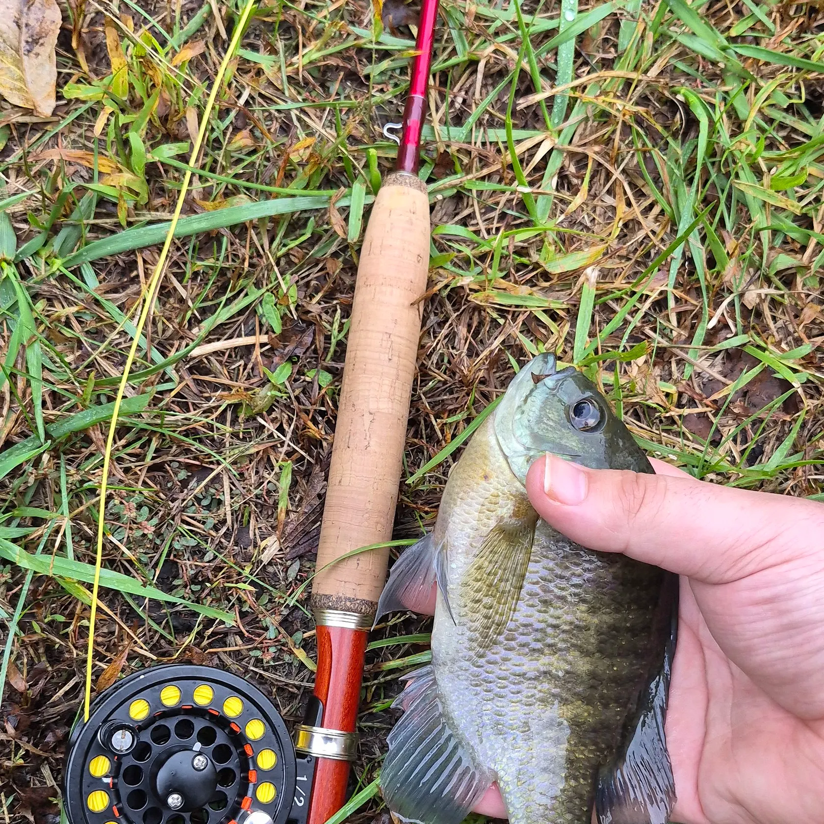 Bluegill caught on Fishbrain