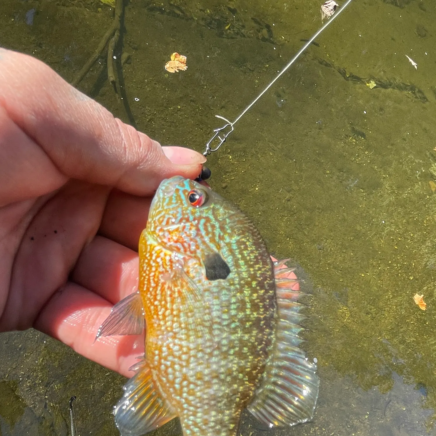 Pumpkinseed caught on Fishbrain
