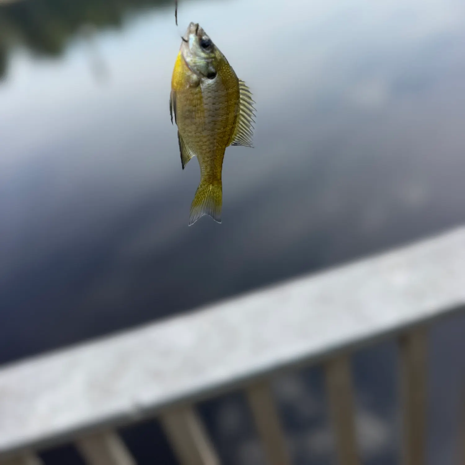 Bluegill caught on Fishbrain