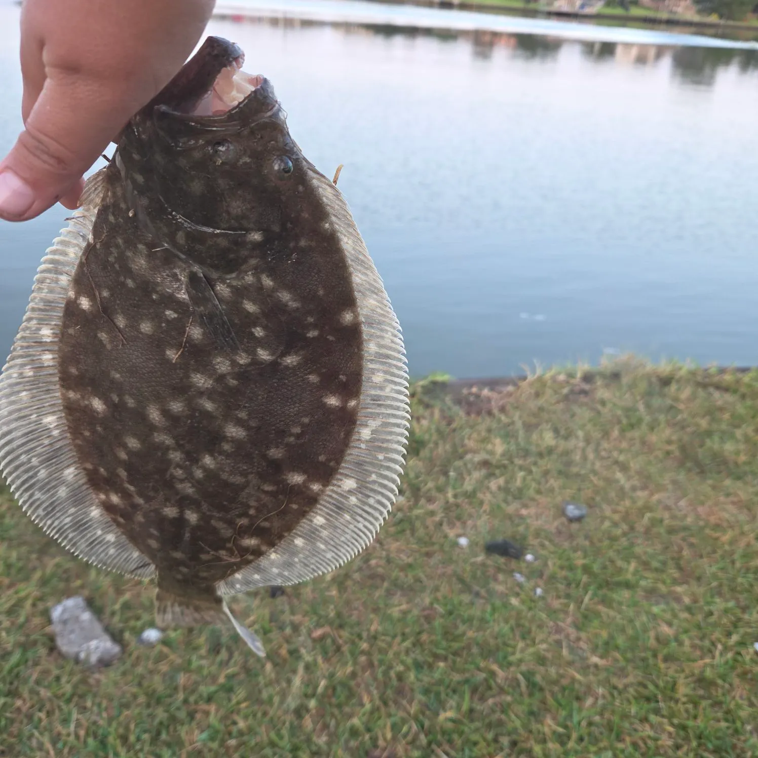 The most recent Southern flounder catches on Fishbrain