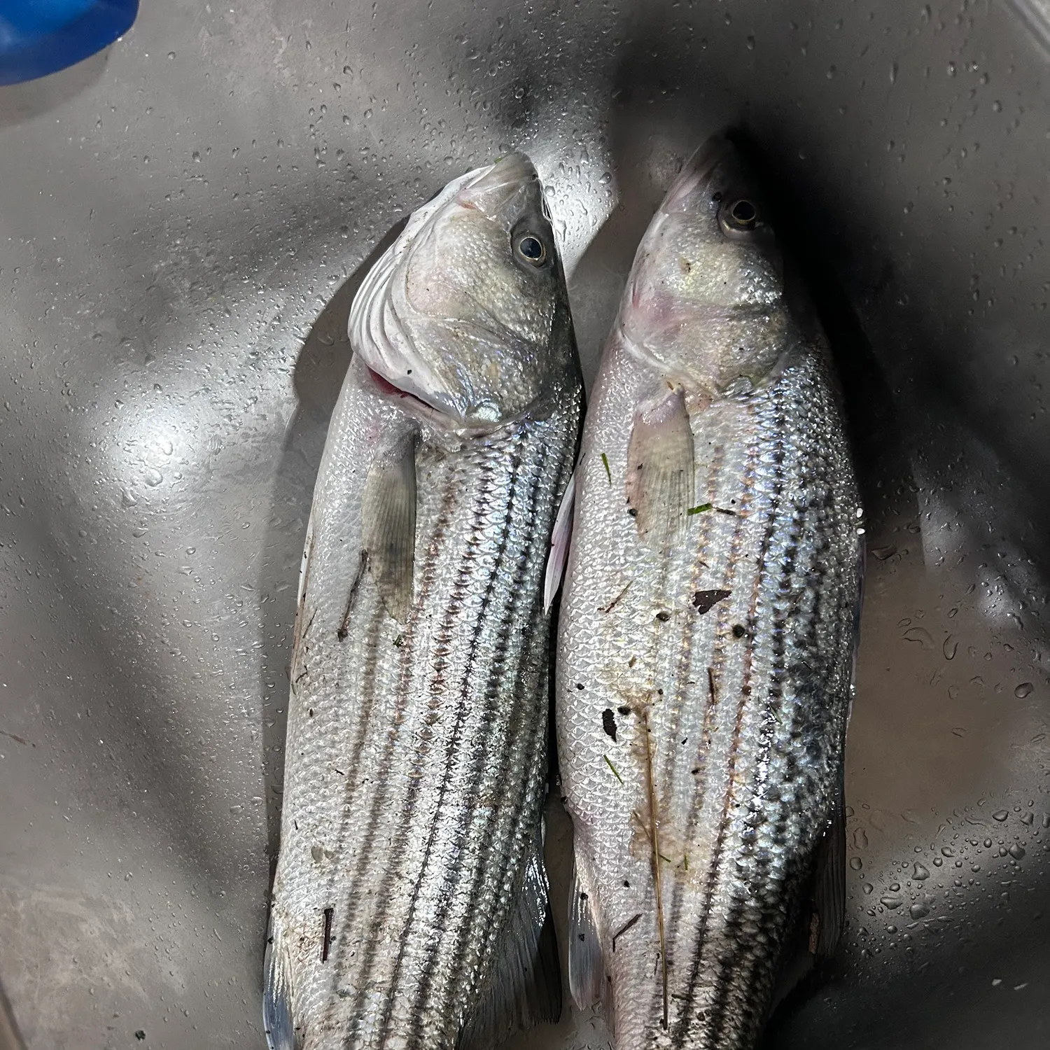 Striped bass caught on Fishbrain