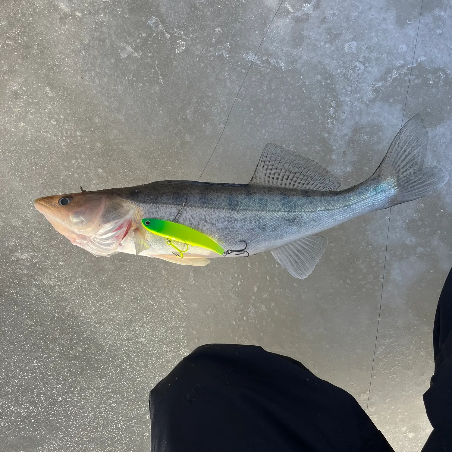 recently logged catches