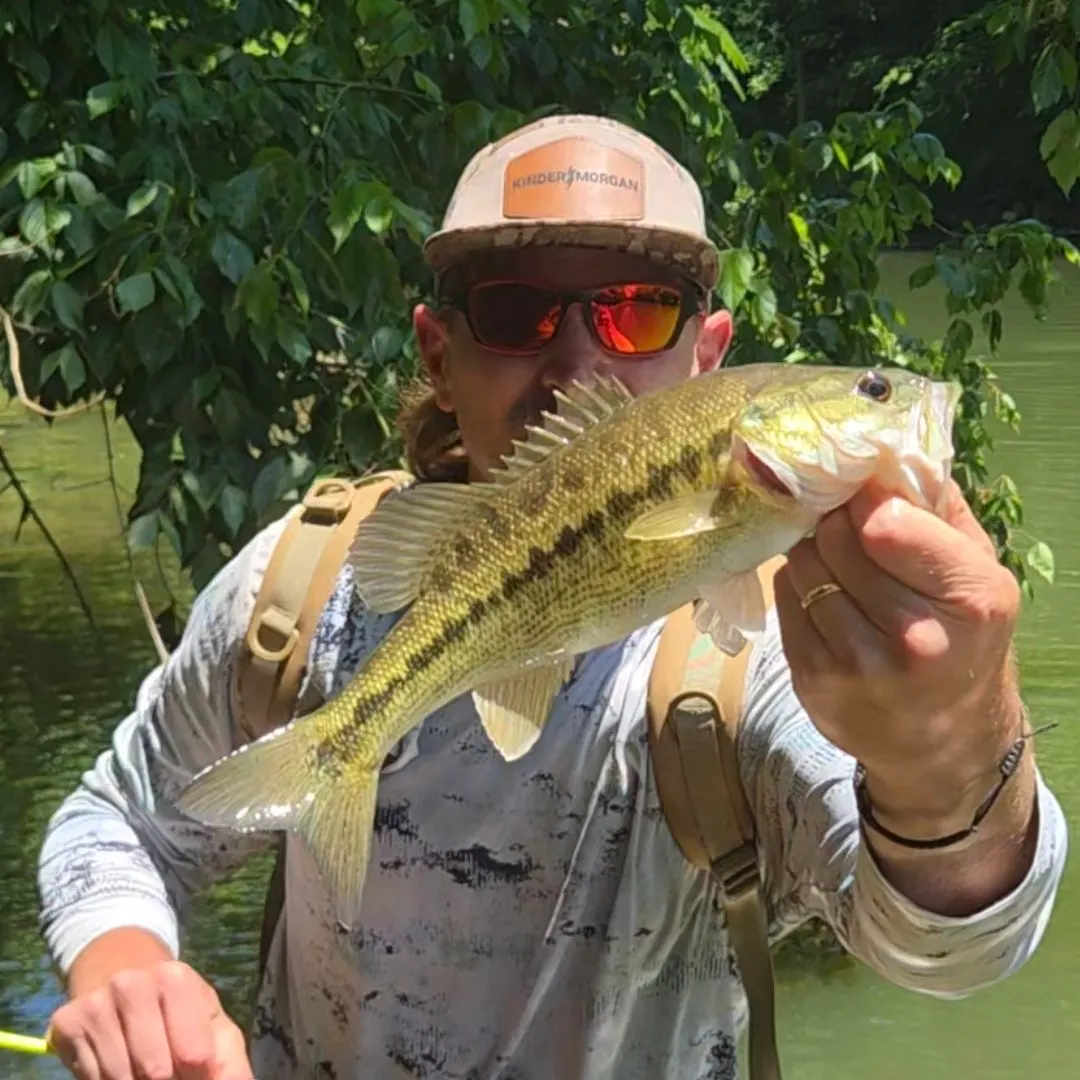The most recent Alabama bass catches on Fishbrain