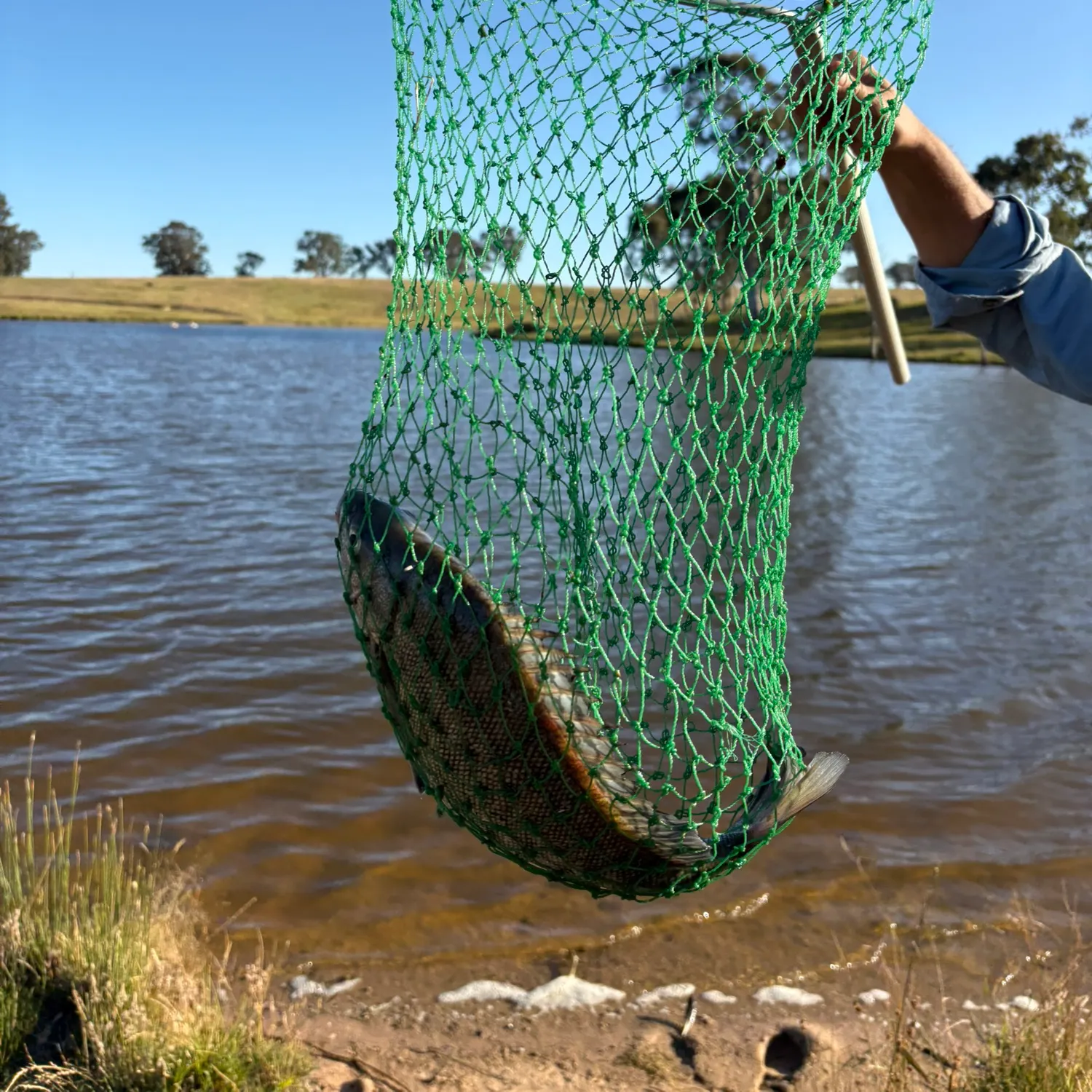 The most recent Bidyan perch catches on Fishbrain