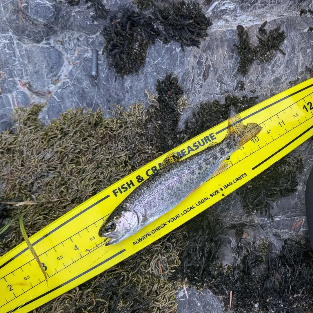Rainbow trout caught on Fishbrain