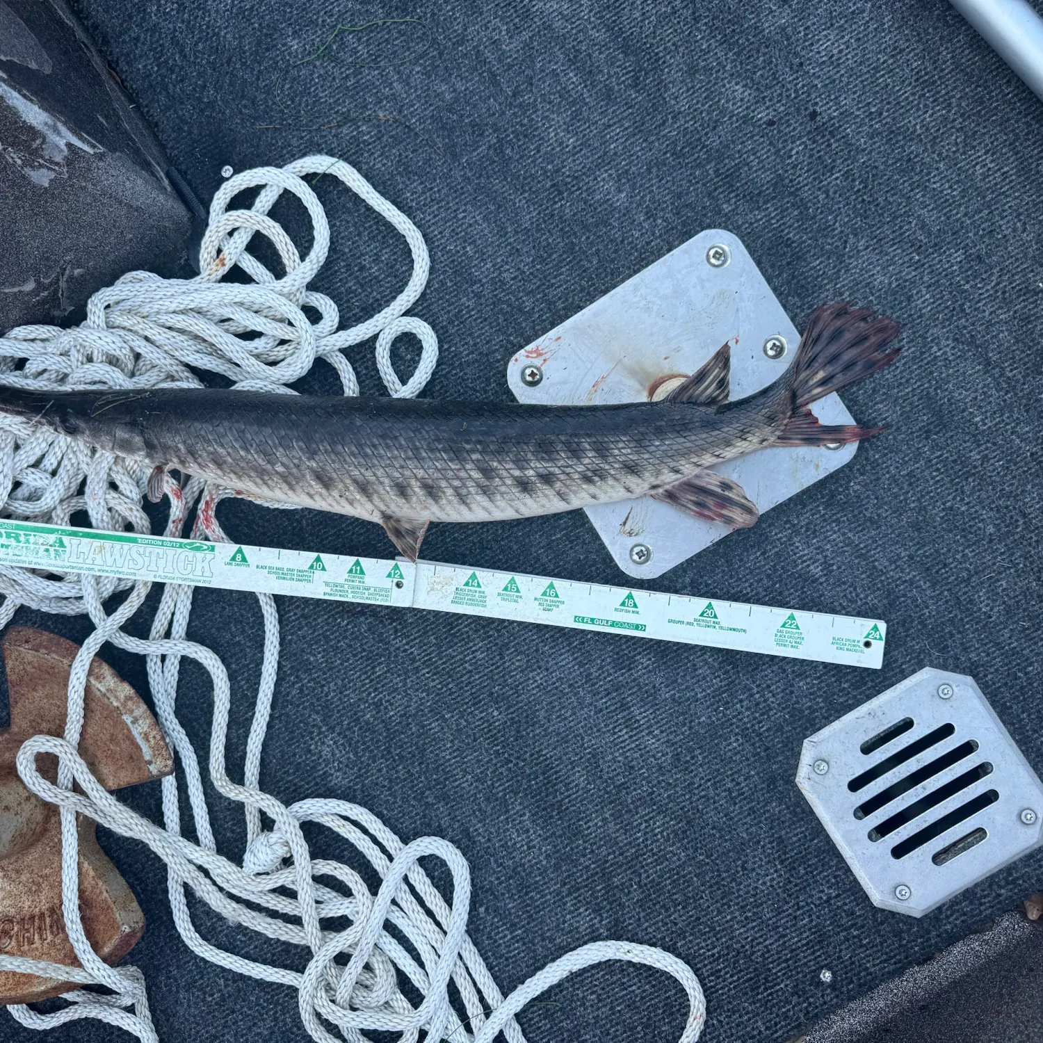 Longnose gar caught on Fishbrain