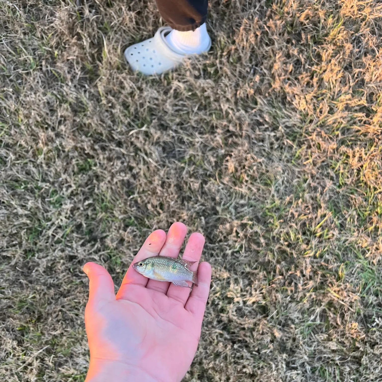 The most recent African Jewelfish catches on Fishbrain