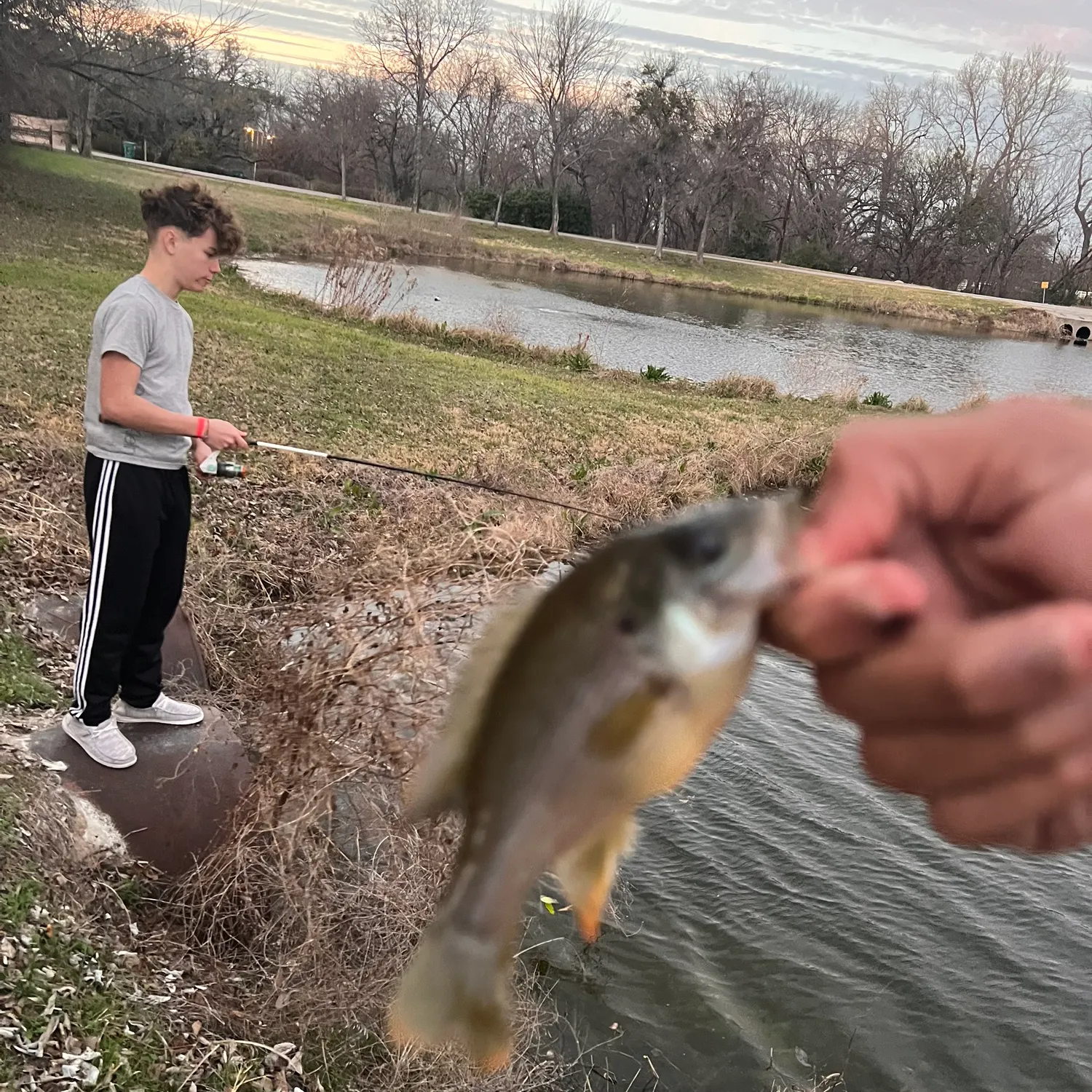 The most recent Crevalle jack catches on Fishbrain