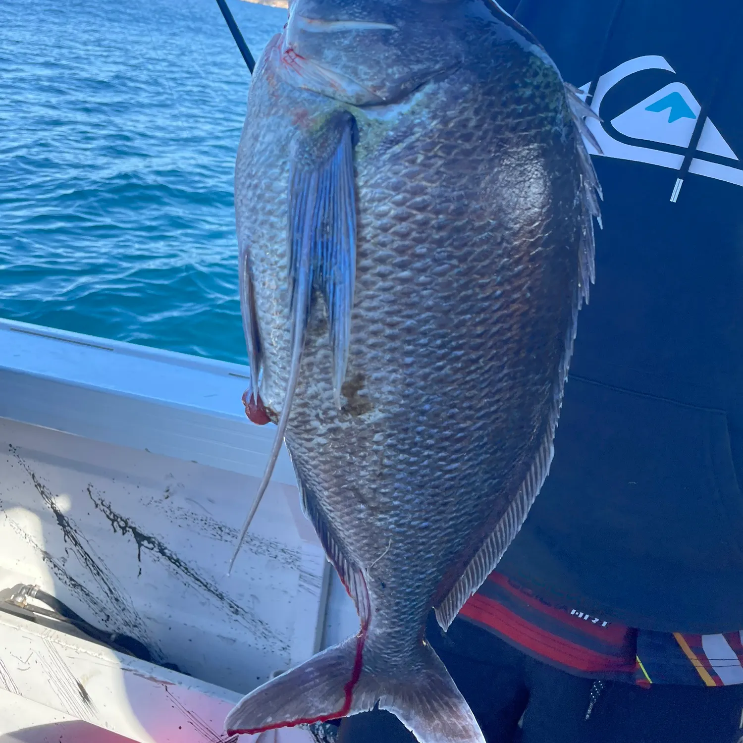 The most recent Jackass morwong catches on Fishbrain