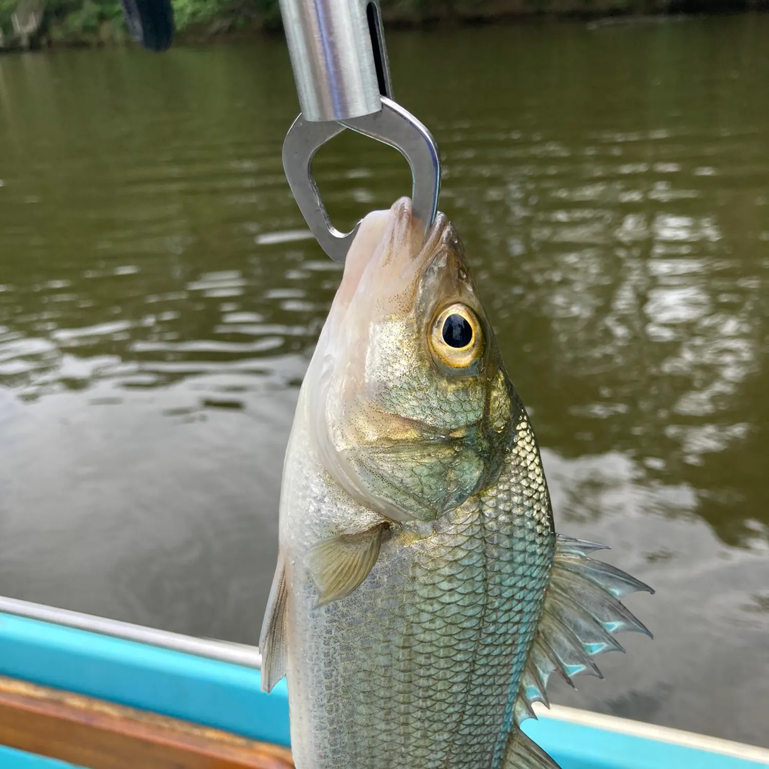 White perch caught on Fishbrain