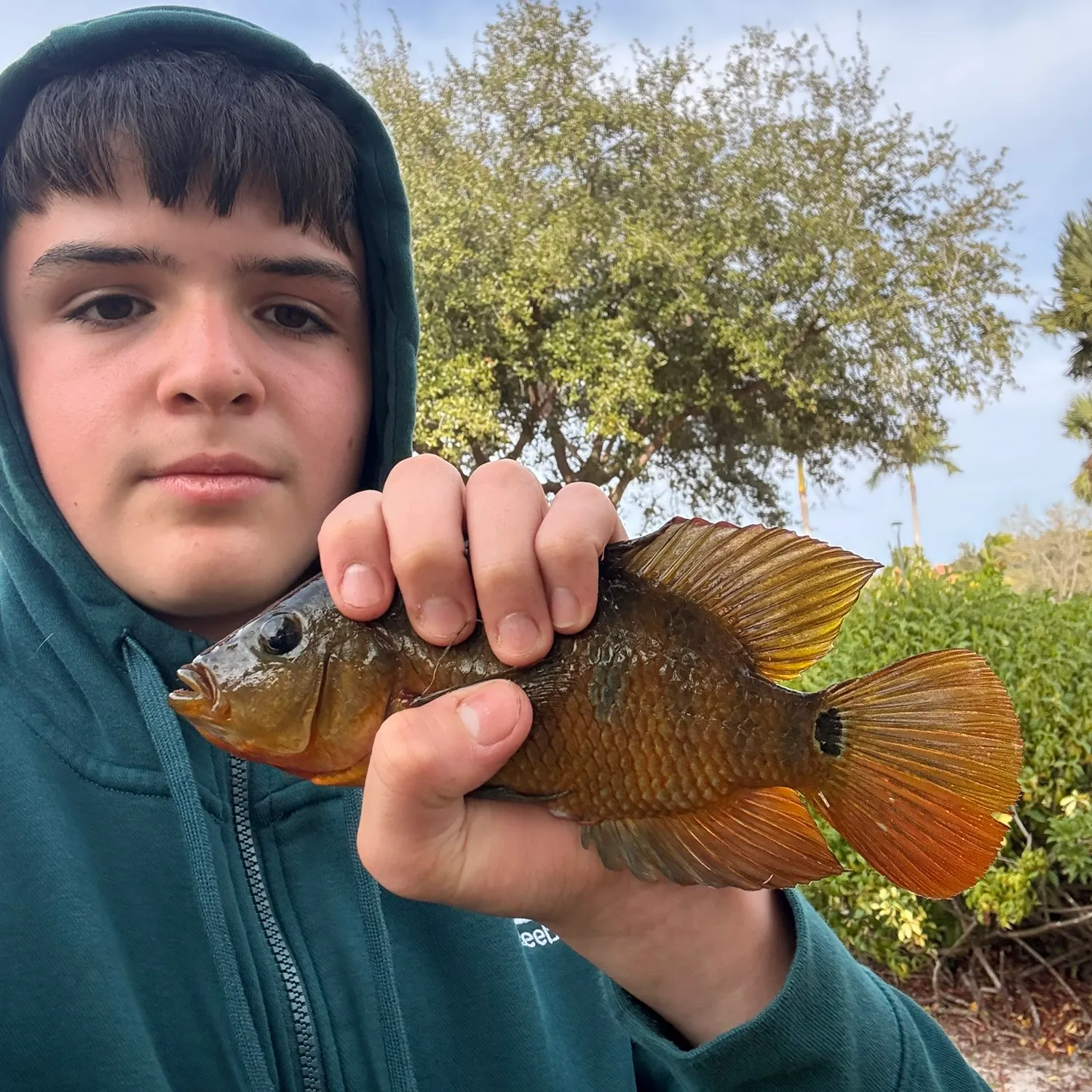 The most recent Mayan cichlid catches on Fishbrain
