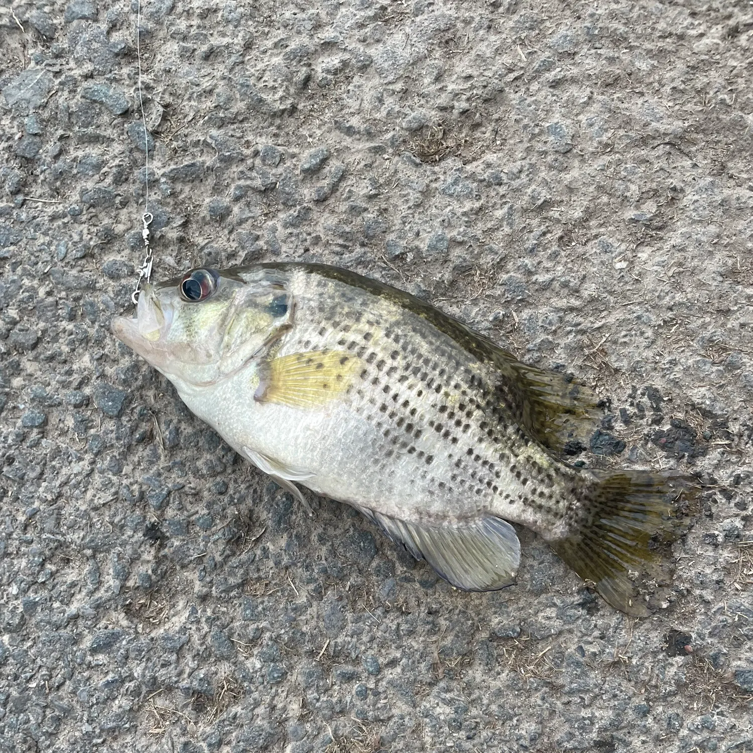 Black crappie caught on Fishbrain