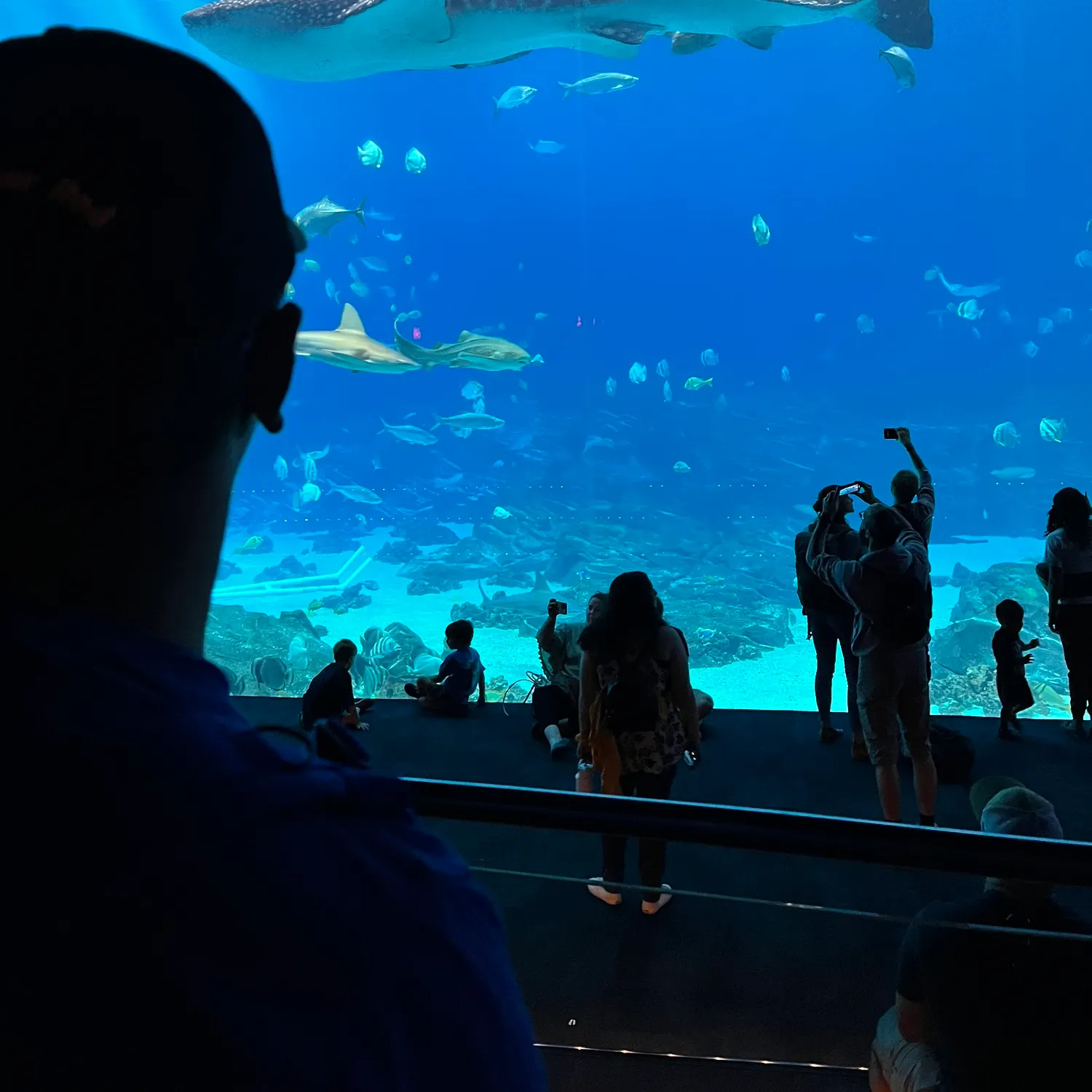 The most recent Whale shark catches on Fishbrain