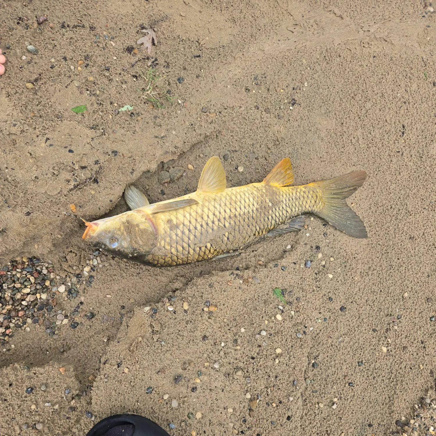 Common carp caught on Fishbrain