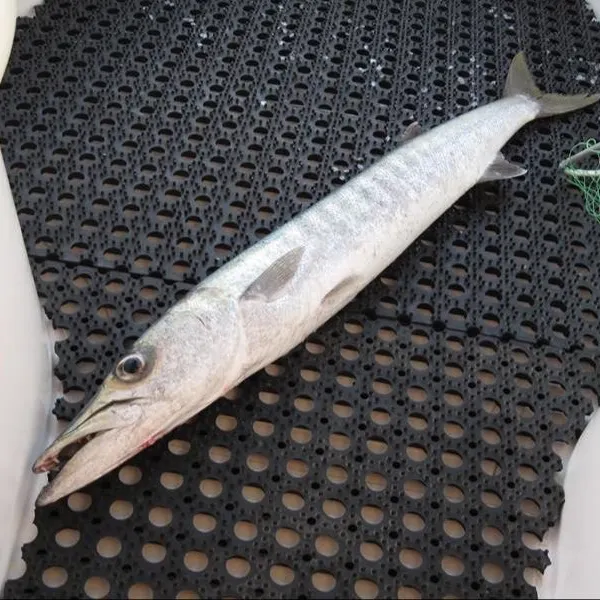 Great barracuda caught on Fishbrain