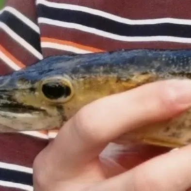 Northern pike caught on Fishbrain