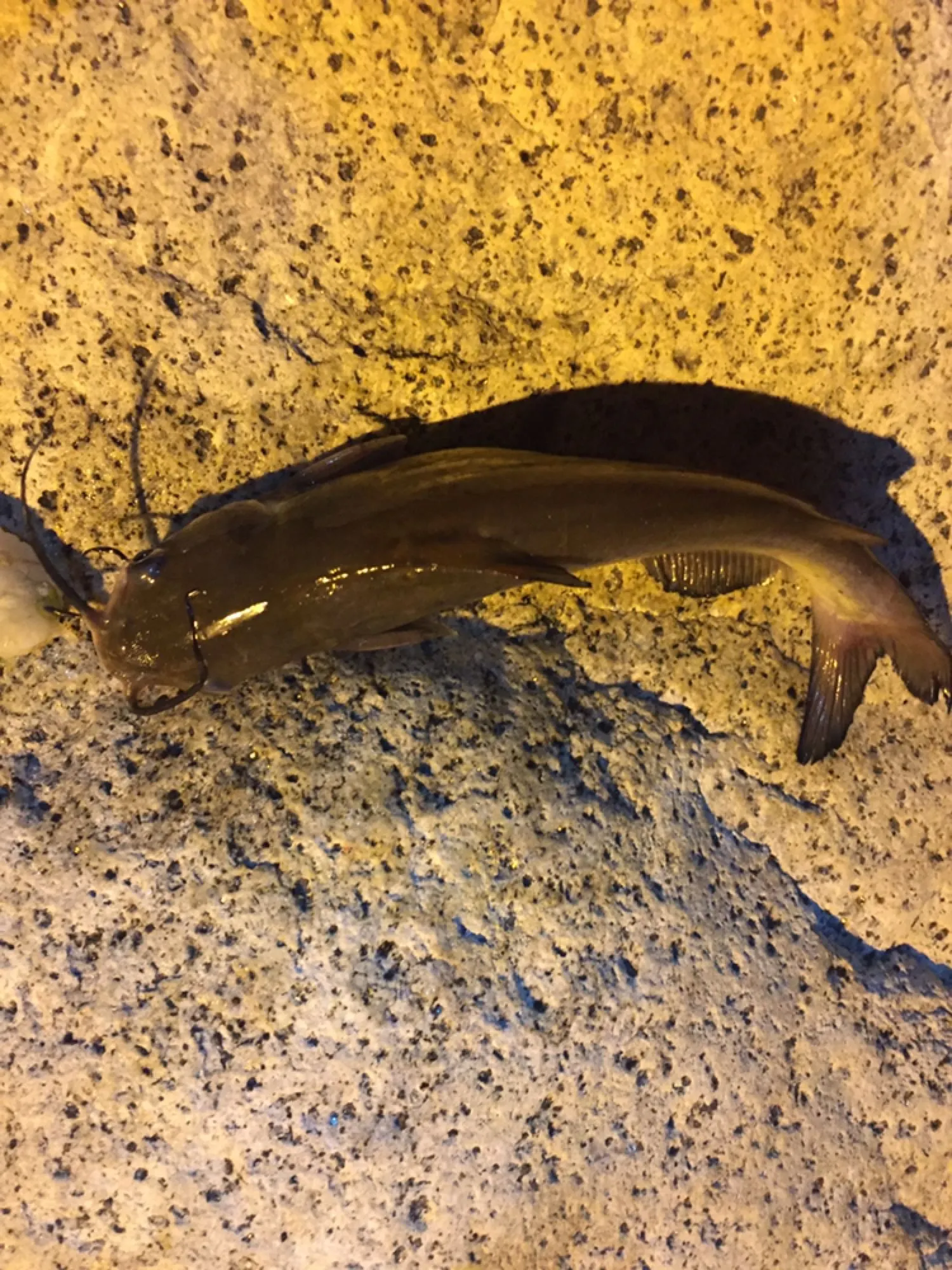 Post image from AgentS19