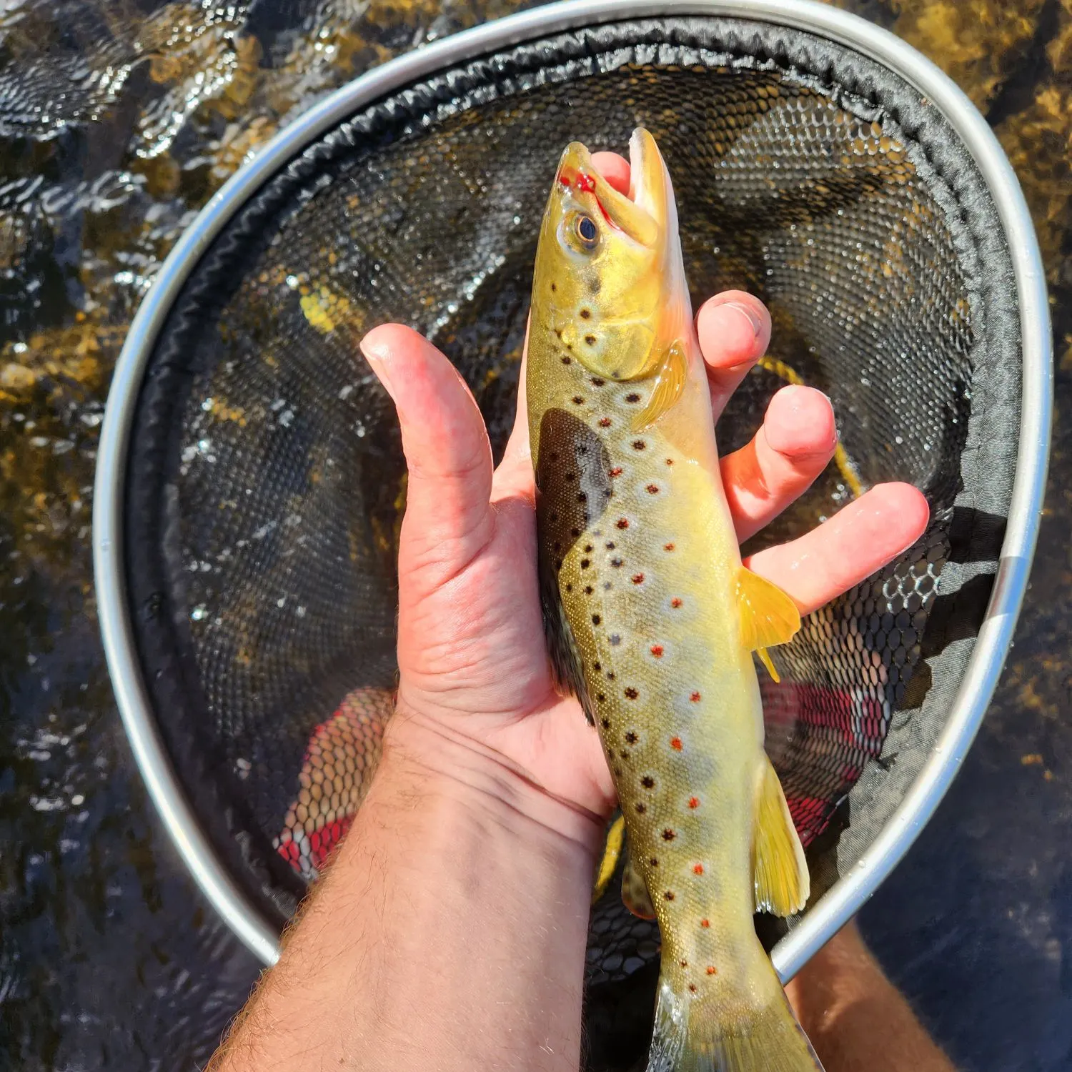 Brown trout caught on Fishbrain