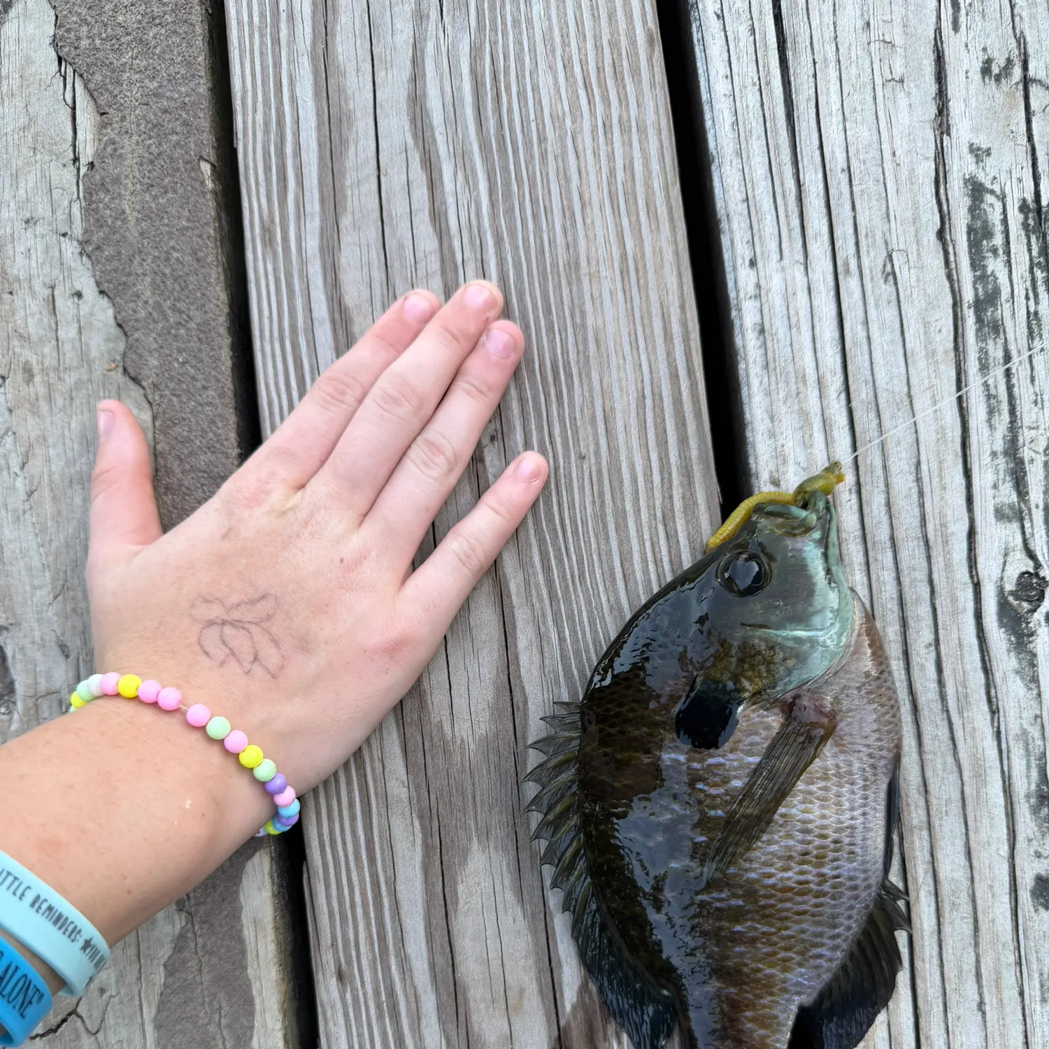 Bluegill caught on Fishbrain
