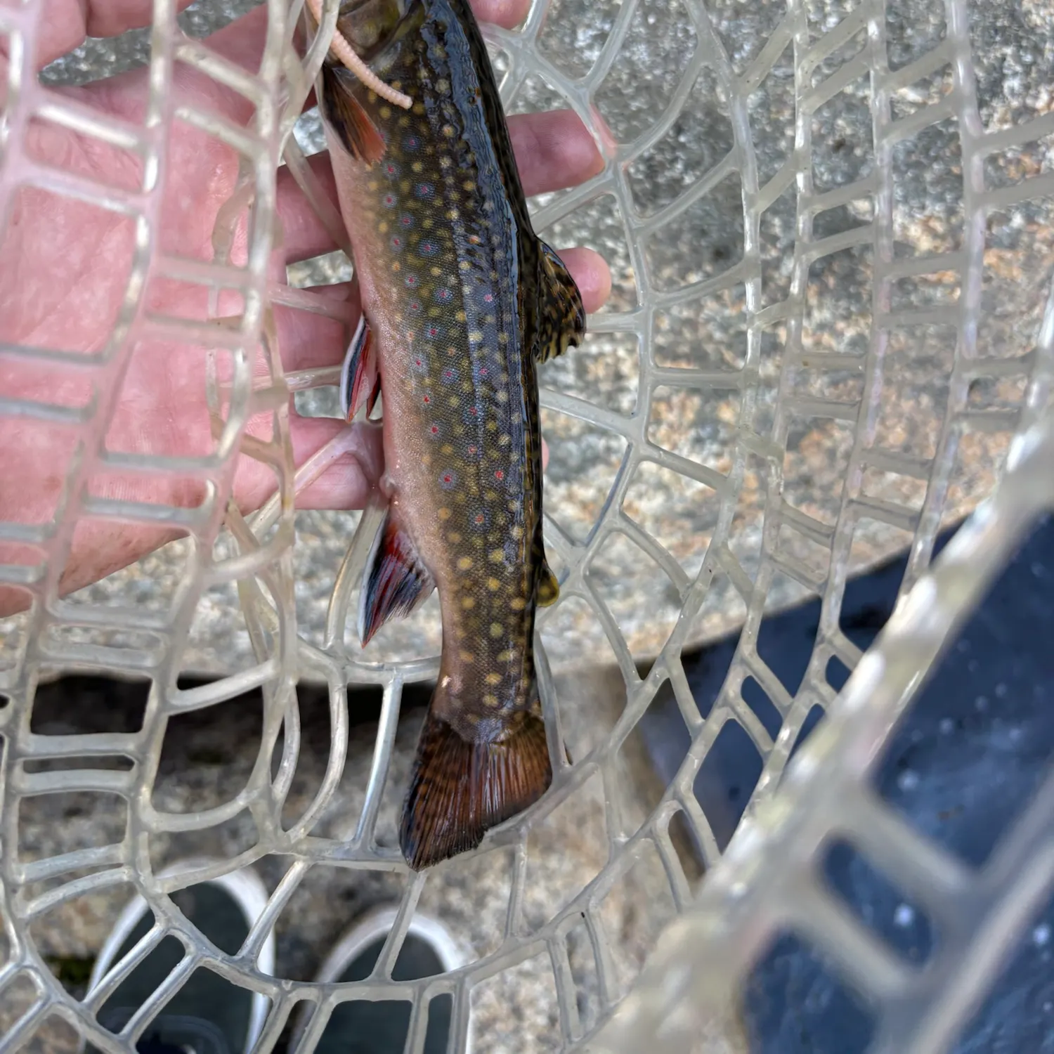 Brook trout caught on Fishbrain