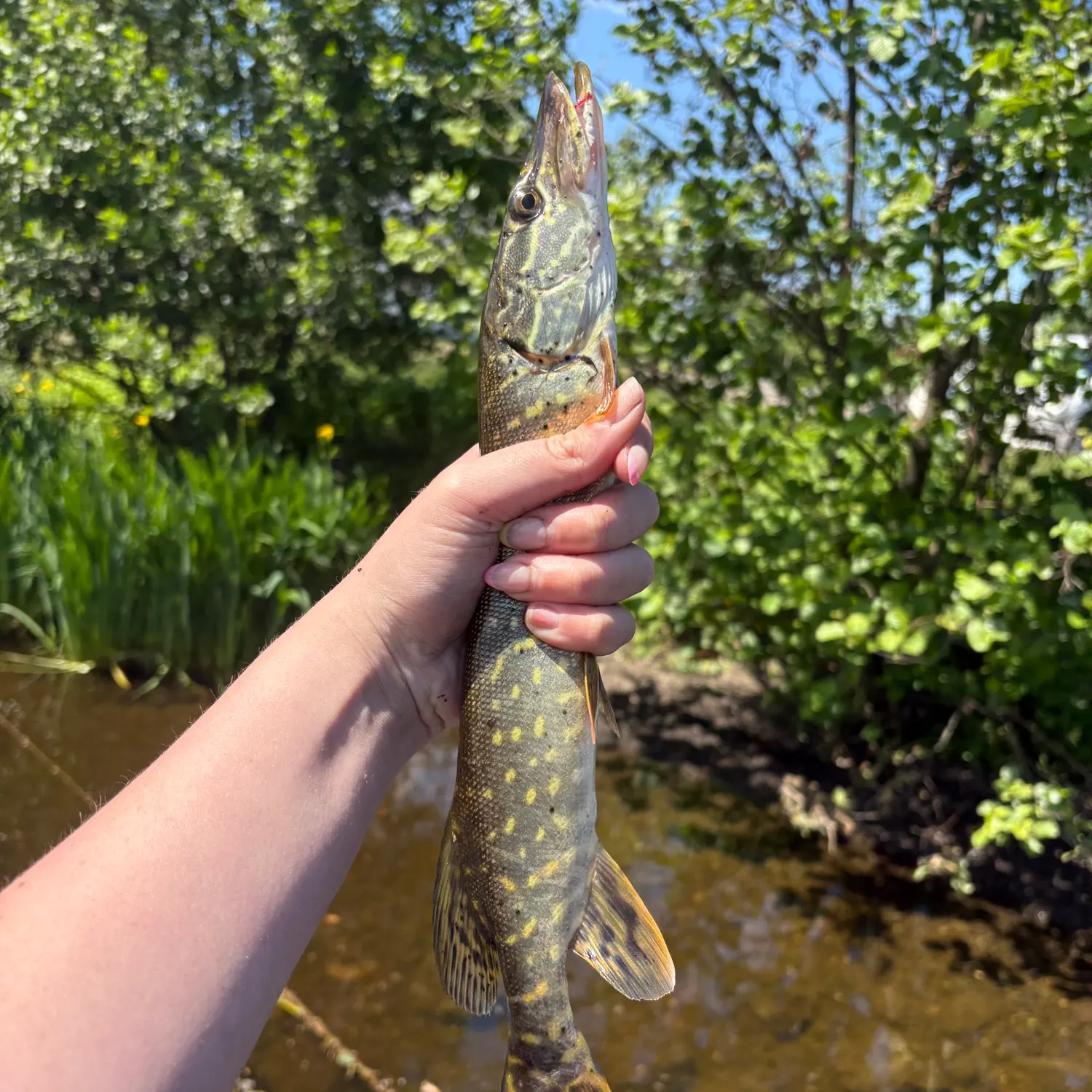 catch