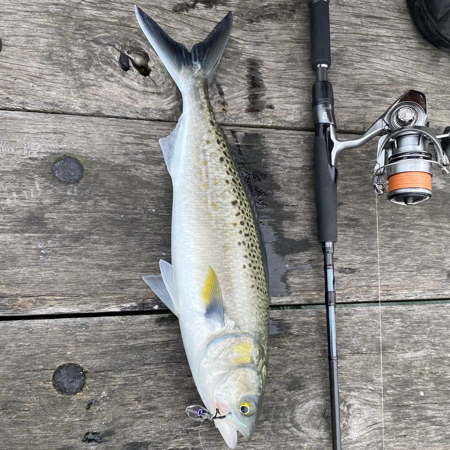 angler catch