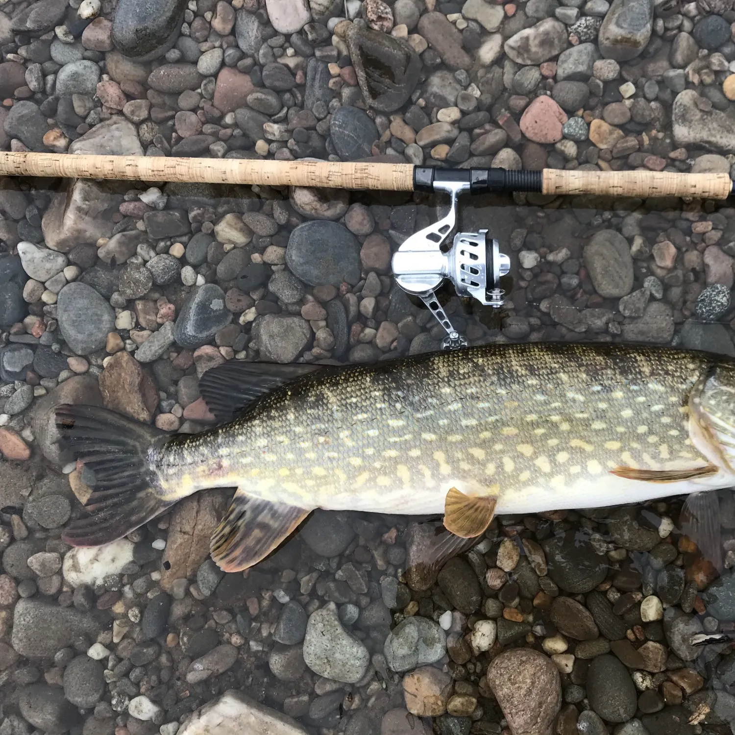 Northern pike caught on Fishbrain
