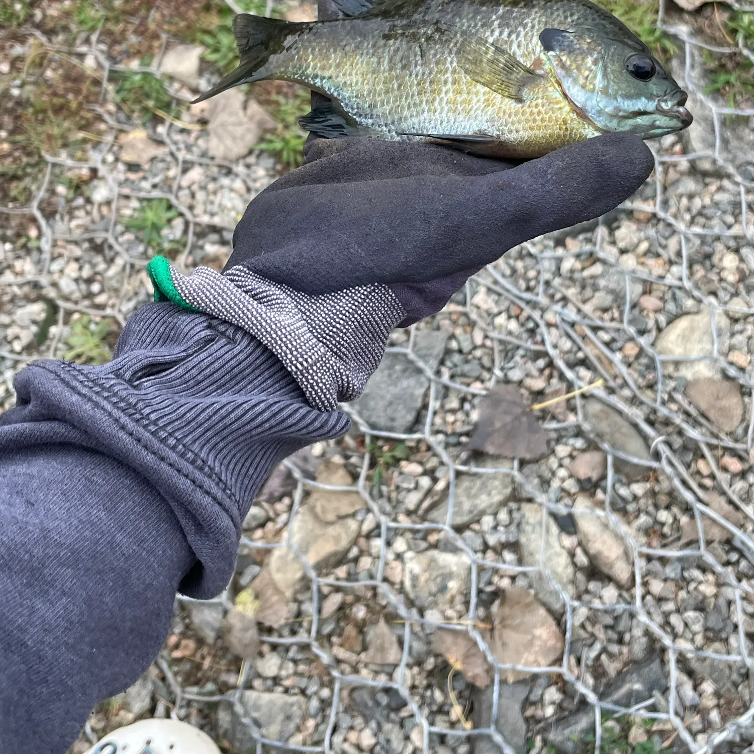 Bluegill caught on Fishbrain