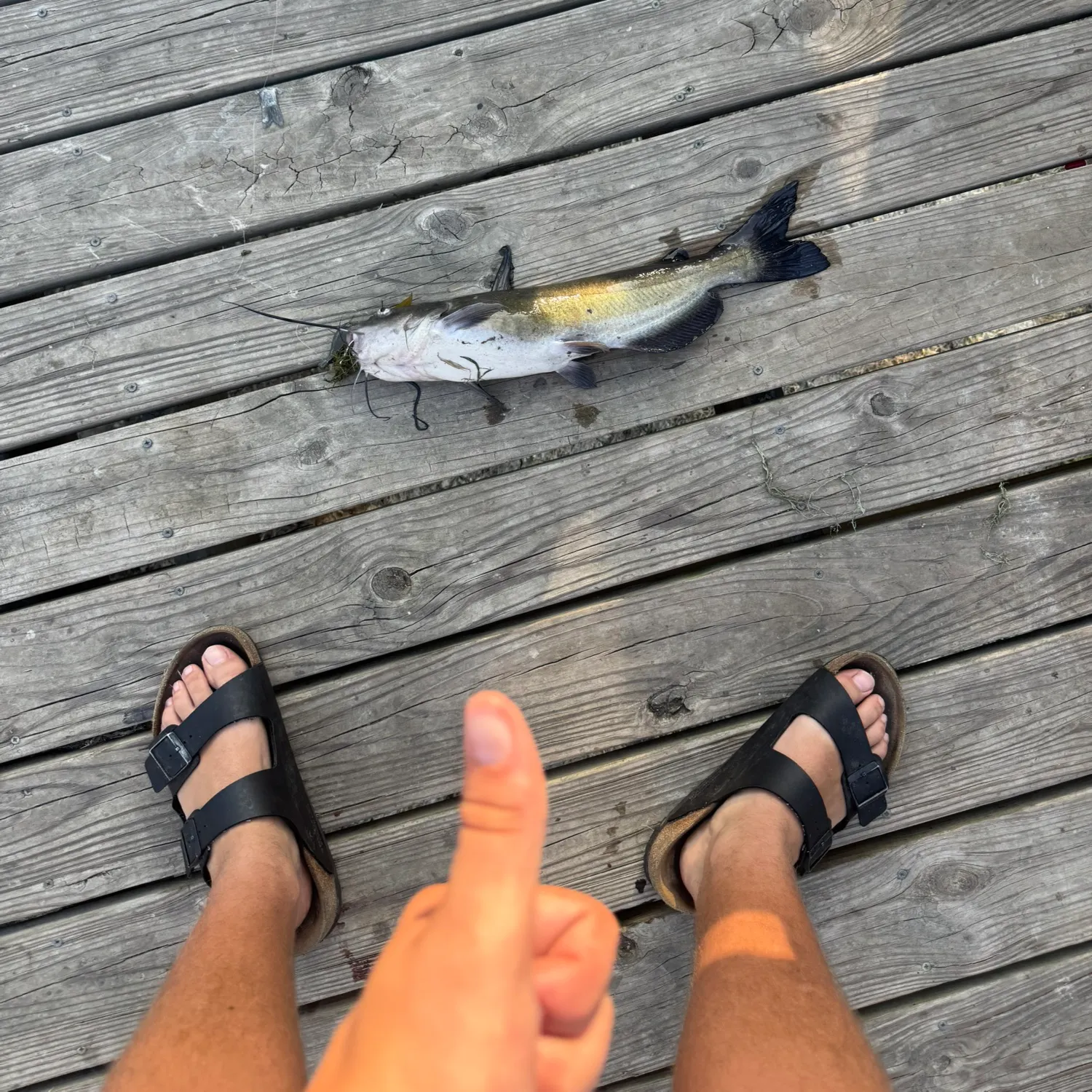 Channel catfish caught on Fishbrain