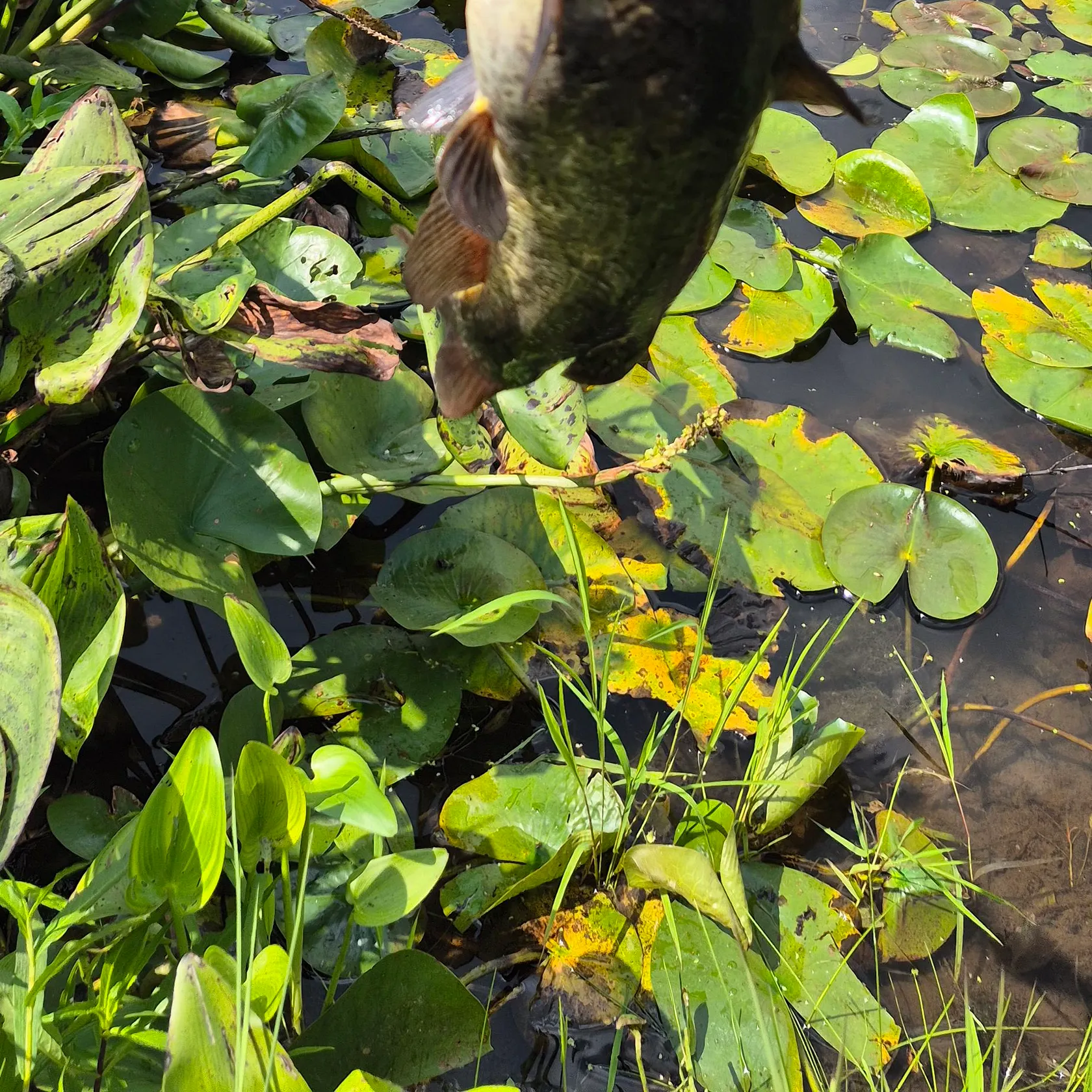 Black bullhead caught on Fishbrain