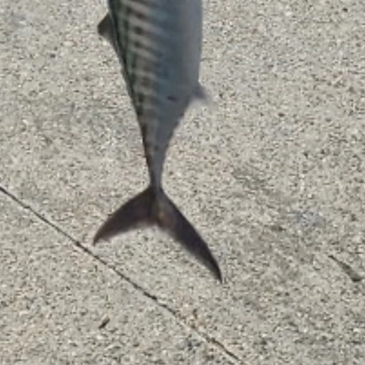 Eastern Pacific bonito caught on Fishbrain