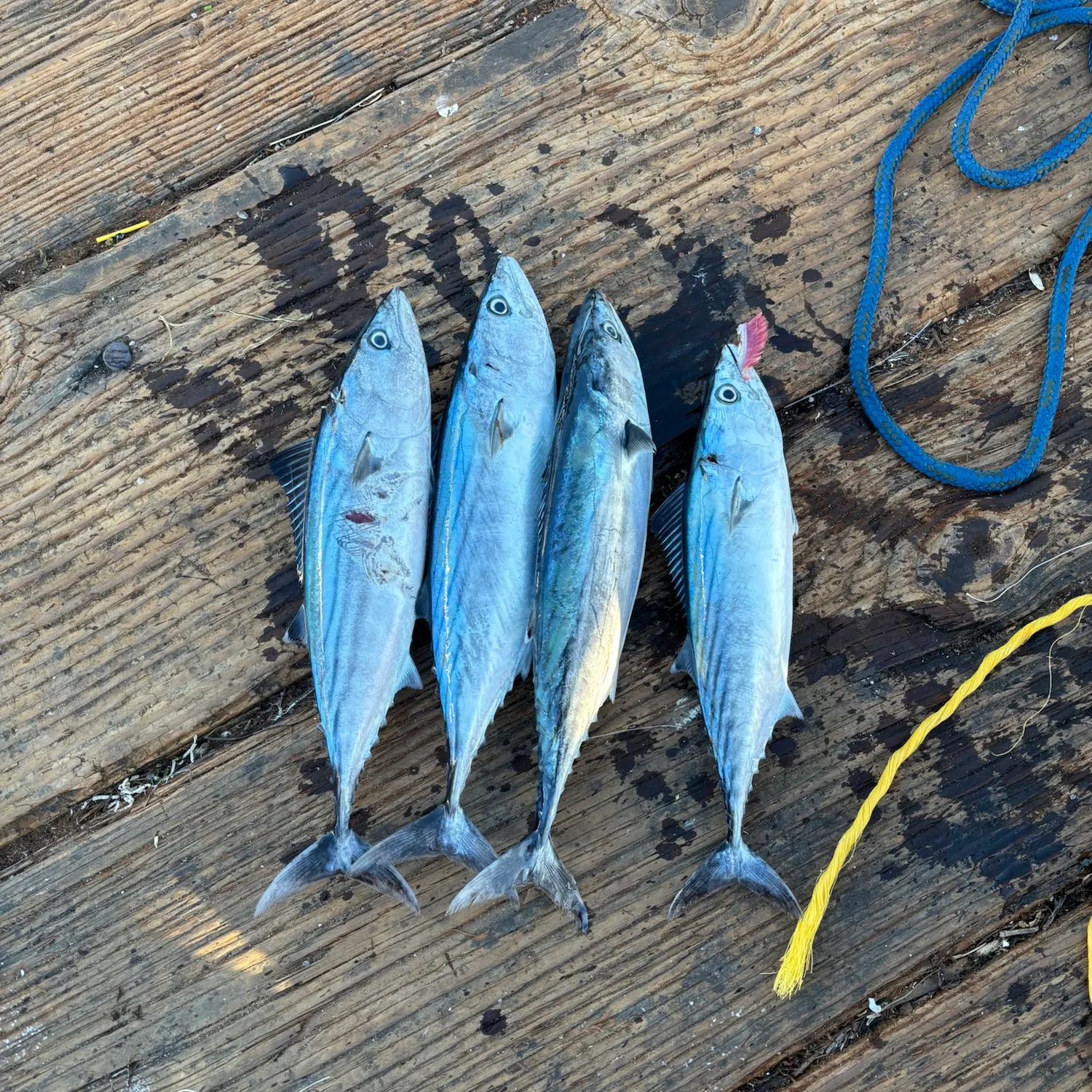 Eastern Pacific bonito caught on Fishbrain