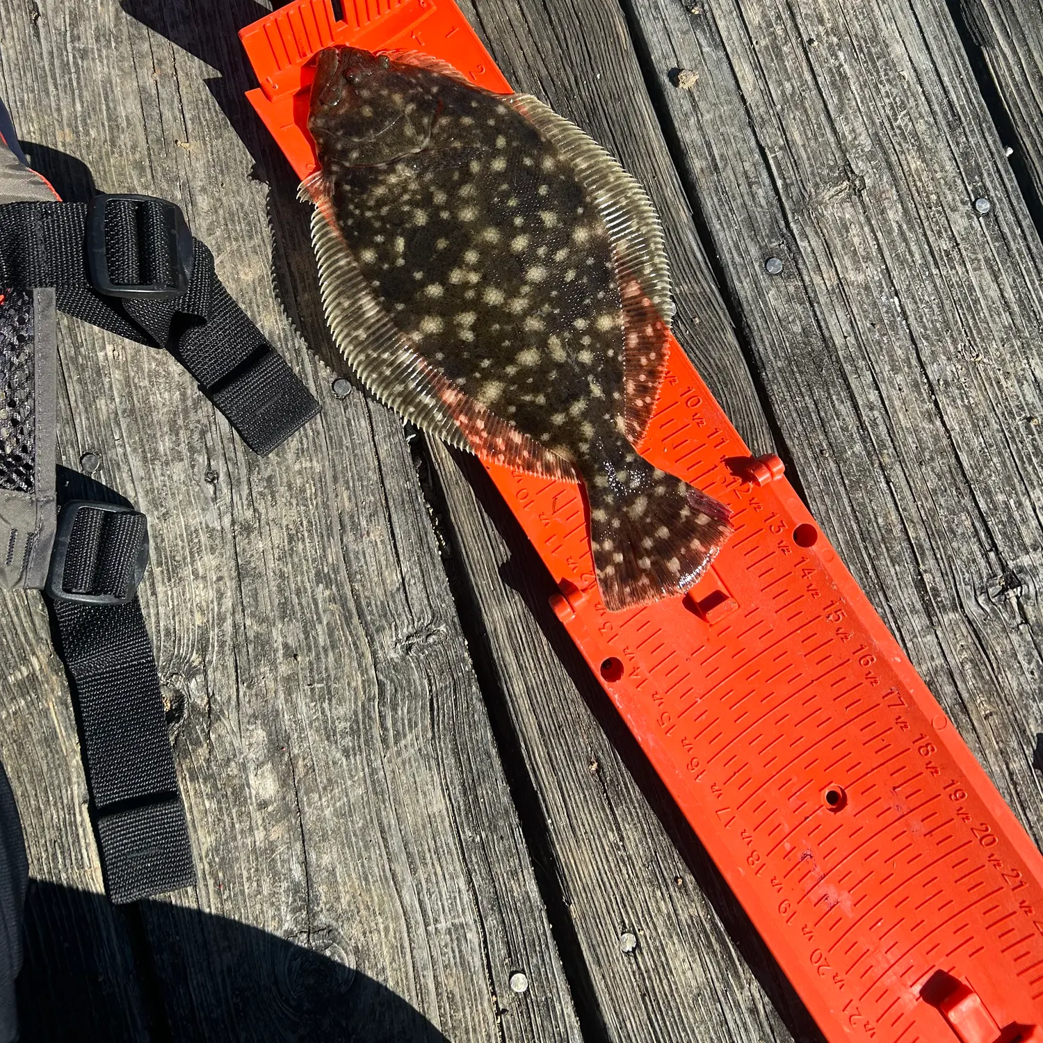 The most recent Southern flounder catches on Fishbrain