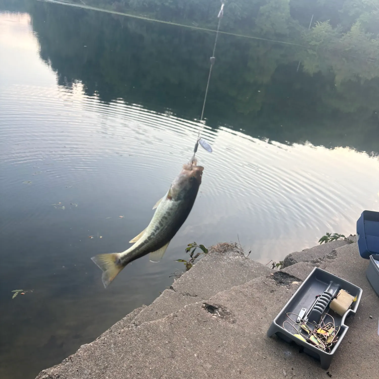 Largemouth bass caught on Fishbrain