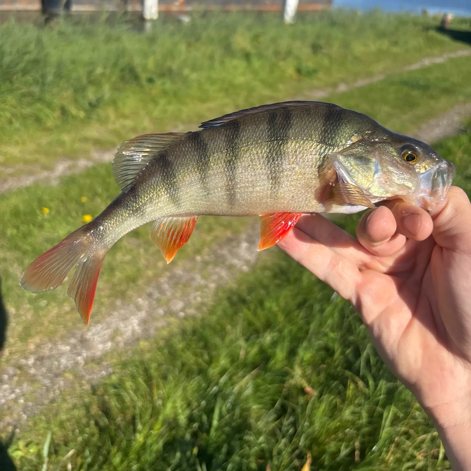 European perch caught on Fishbrain