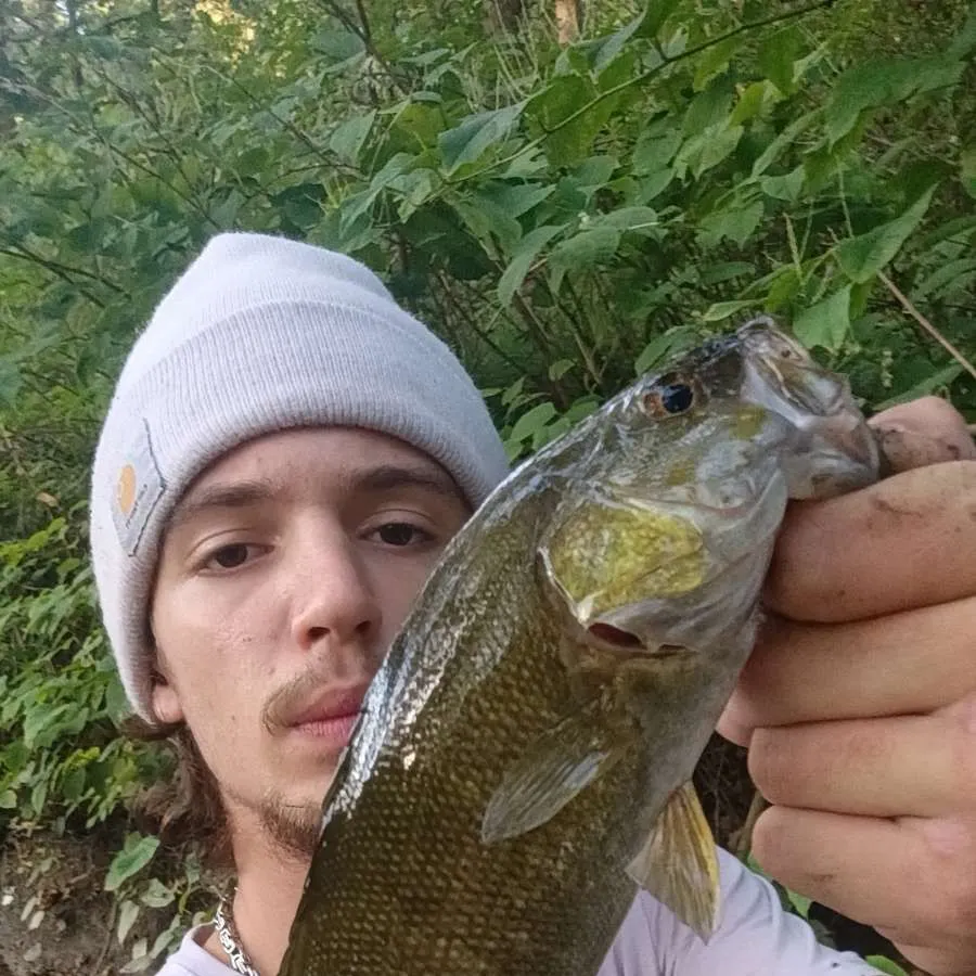 Smallmouth bass caught on Fishbrain