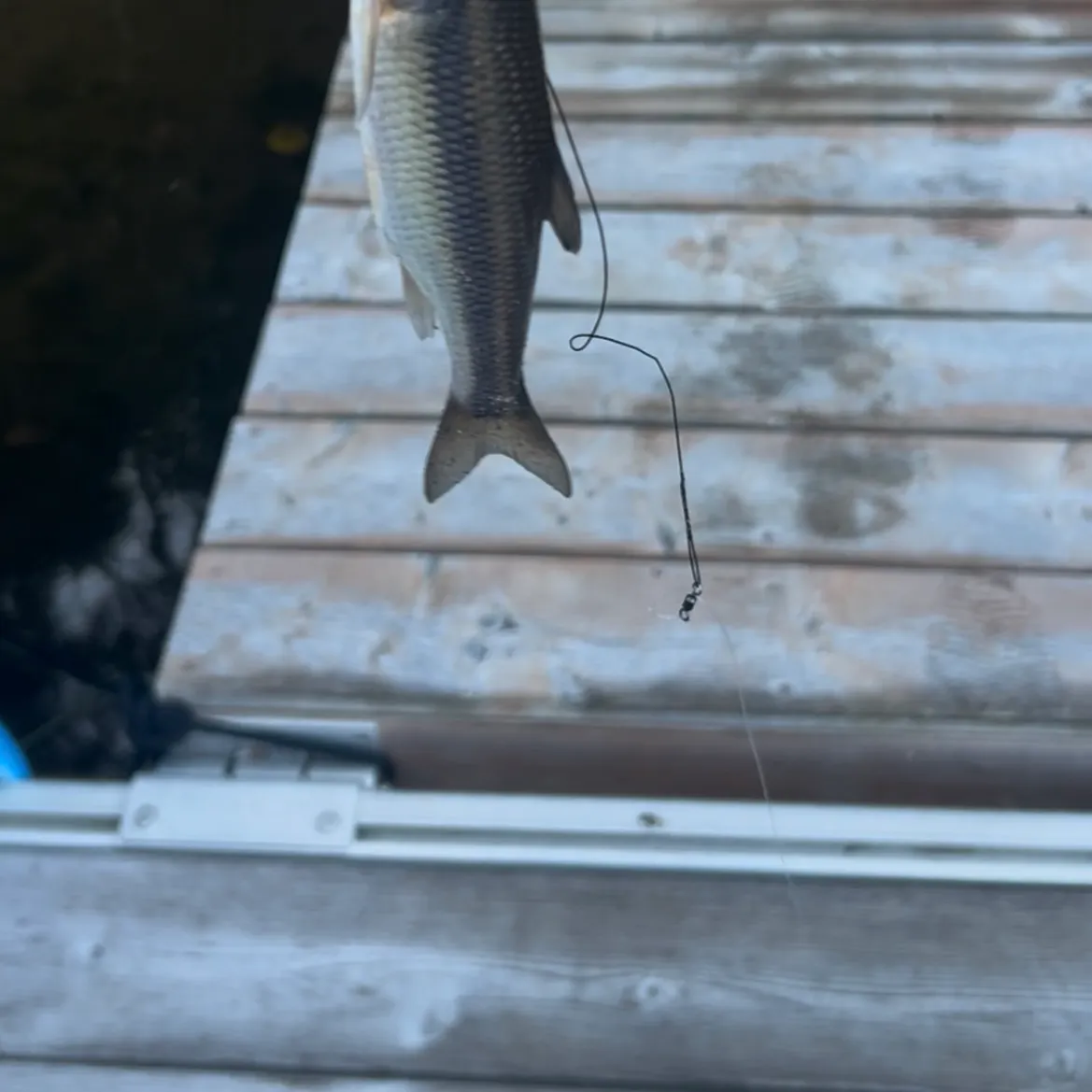 Creek chub caught on Fishbrain