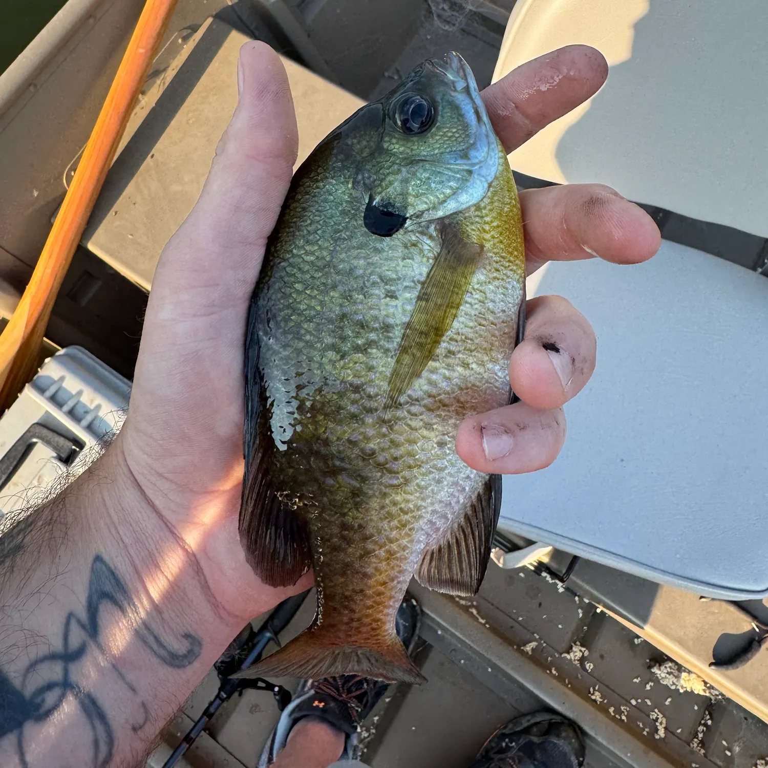 recently logged catches