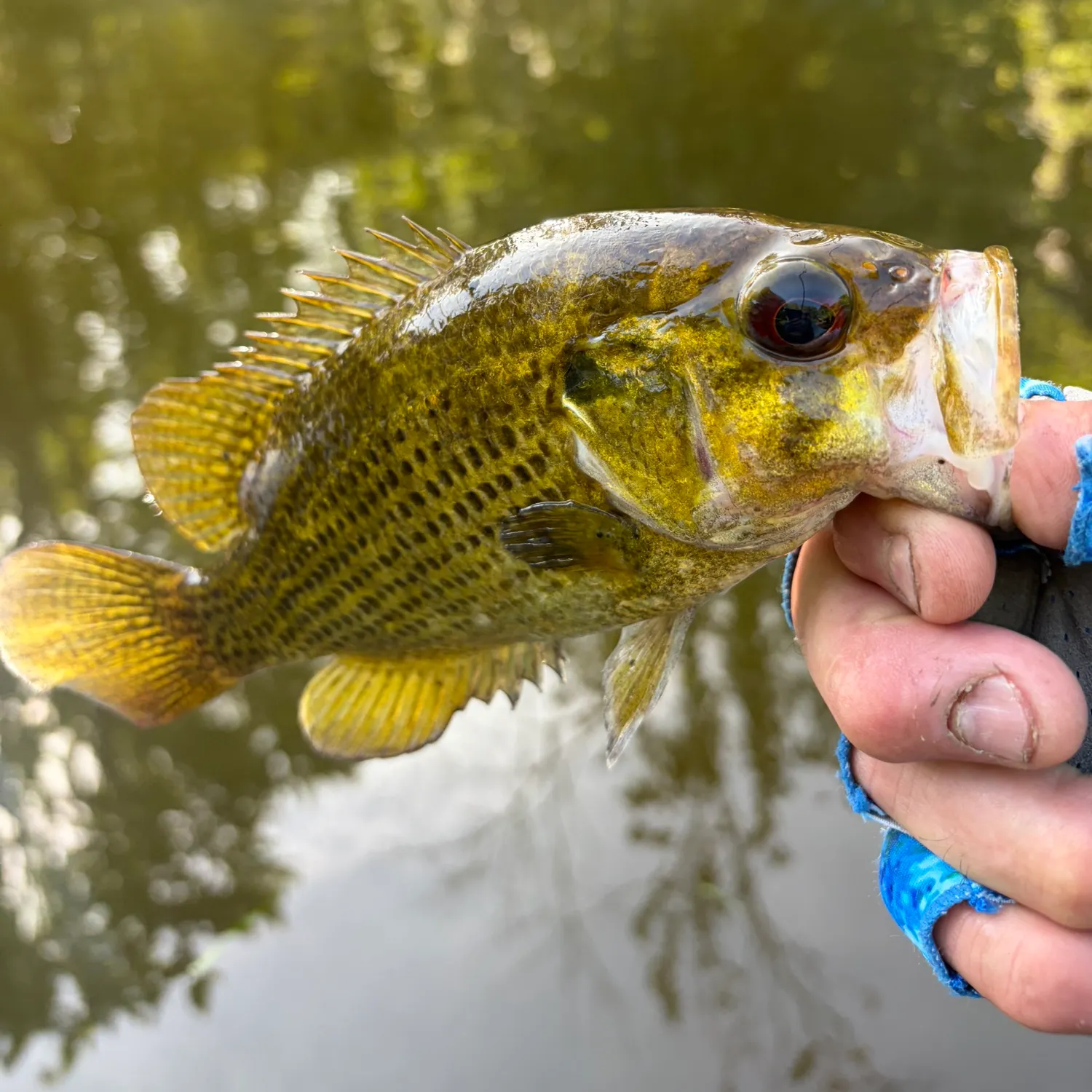 Rock bass caught on Fishbrain