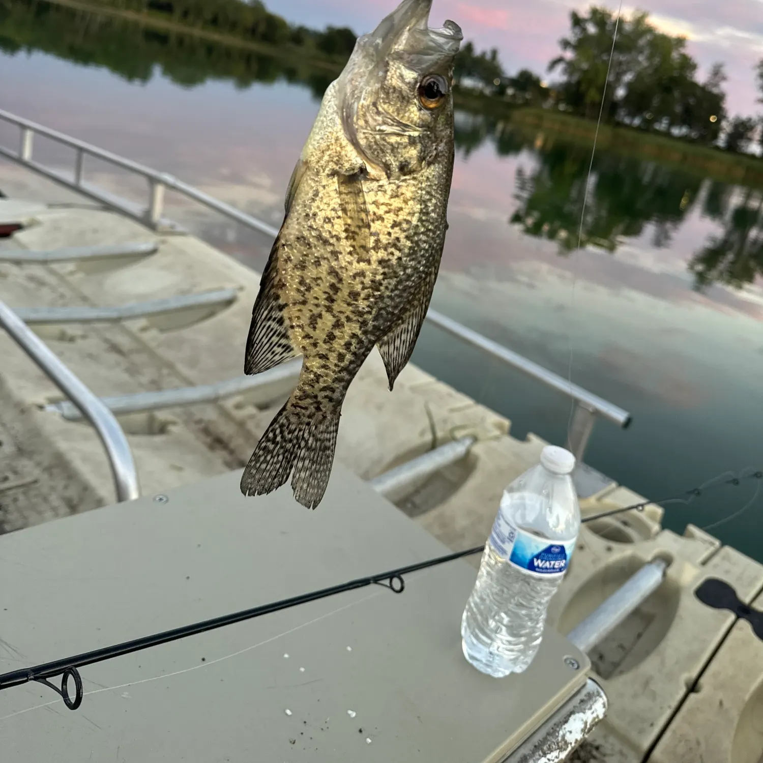 Black crappie caught on Fishbrain