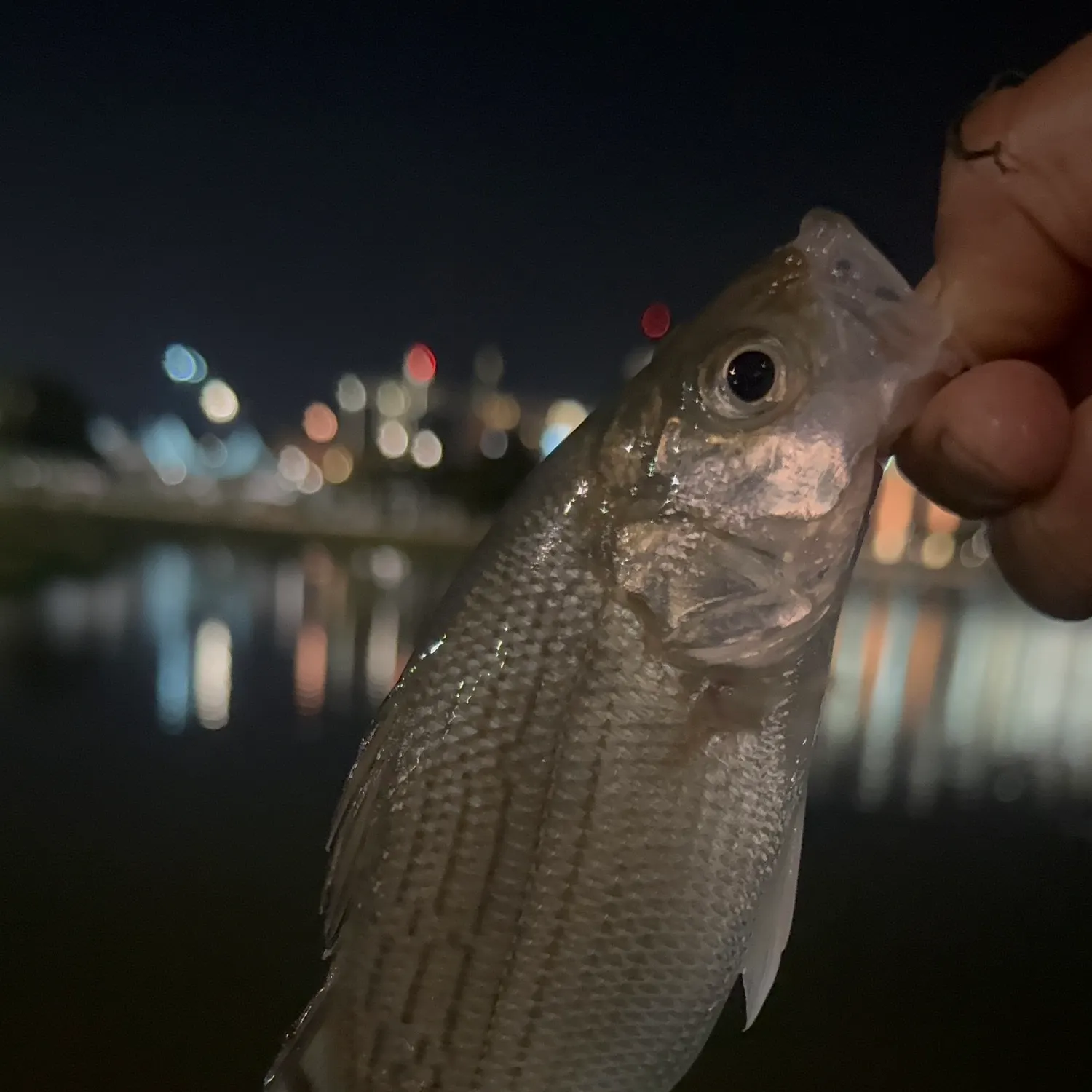 White bass caught on Fishbrain