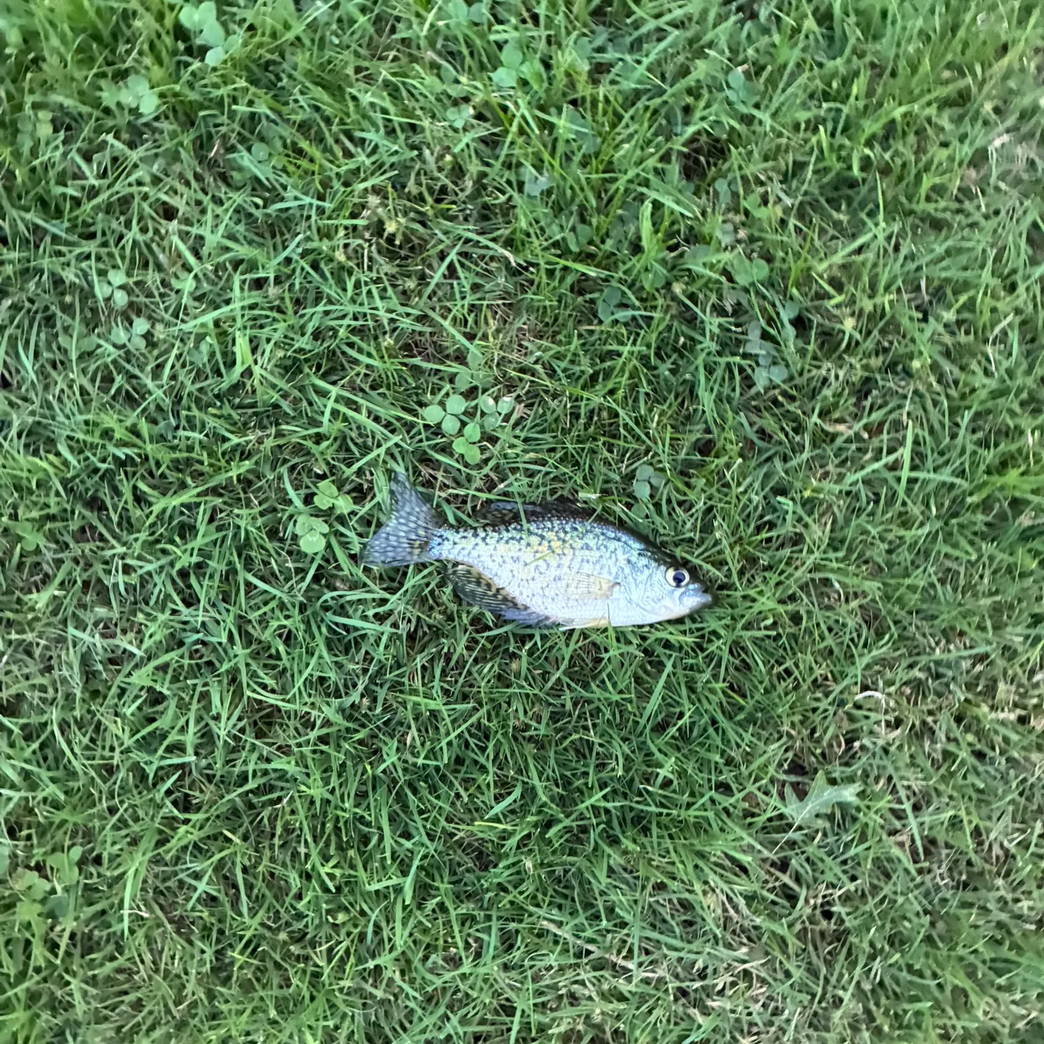 Black crappie caught on Fishbrain